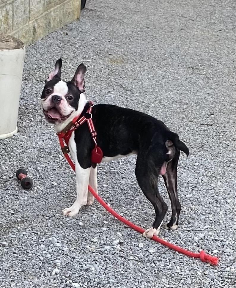 Gandolf Grey KY4840, Adoptable, Young Male Boston Terrier.