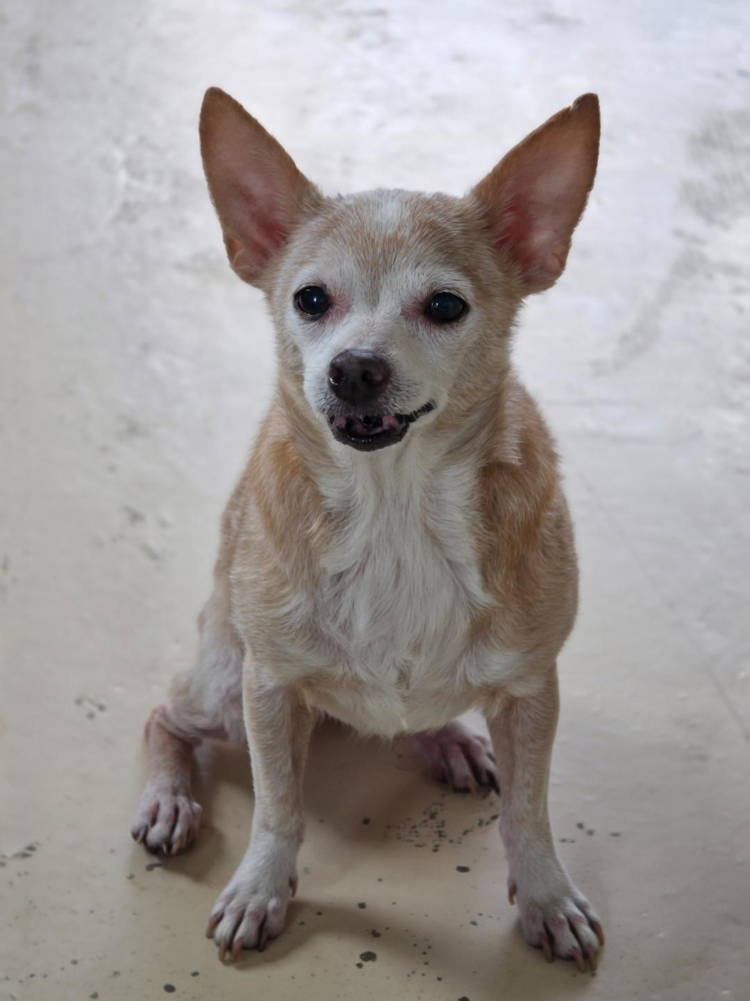 Enlarge Lydia, a ADOPTABLE Chihuahua in Dandridge, TN image 1/1