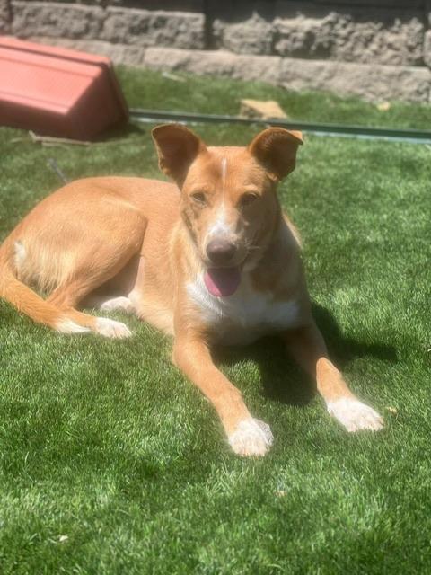 Jeni, a ADOPTABLE mixed breed in benicia, CA image 1/6