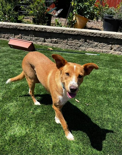 Jeni, a ADOPTABLE mixed breed in benicia, CA image 5/6