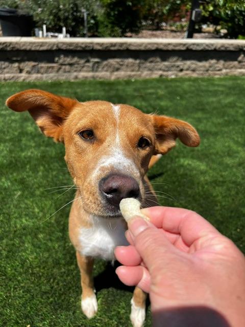 Jeni, a ADOPTABLE mixed breed in benicia, CA image 6/6