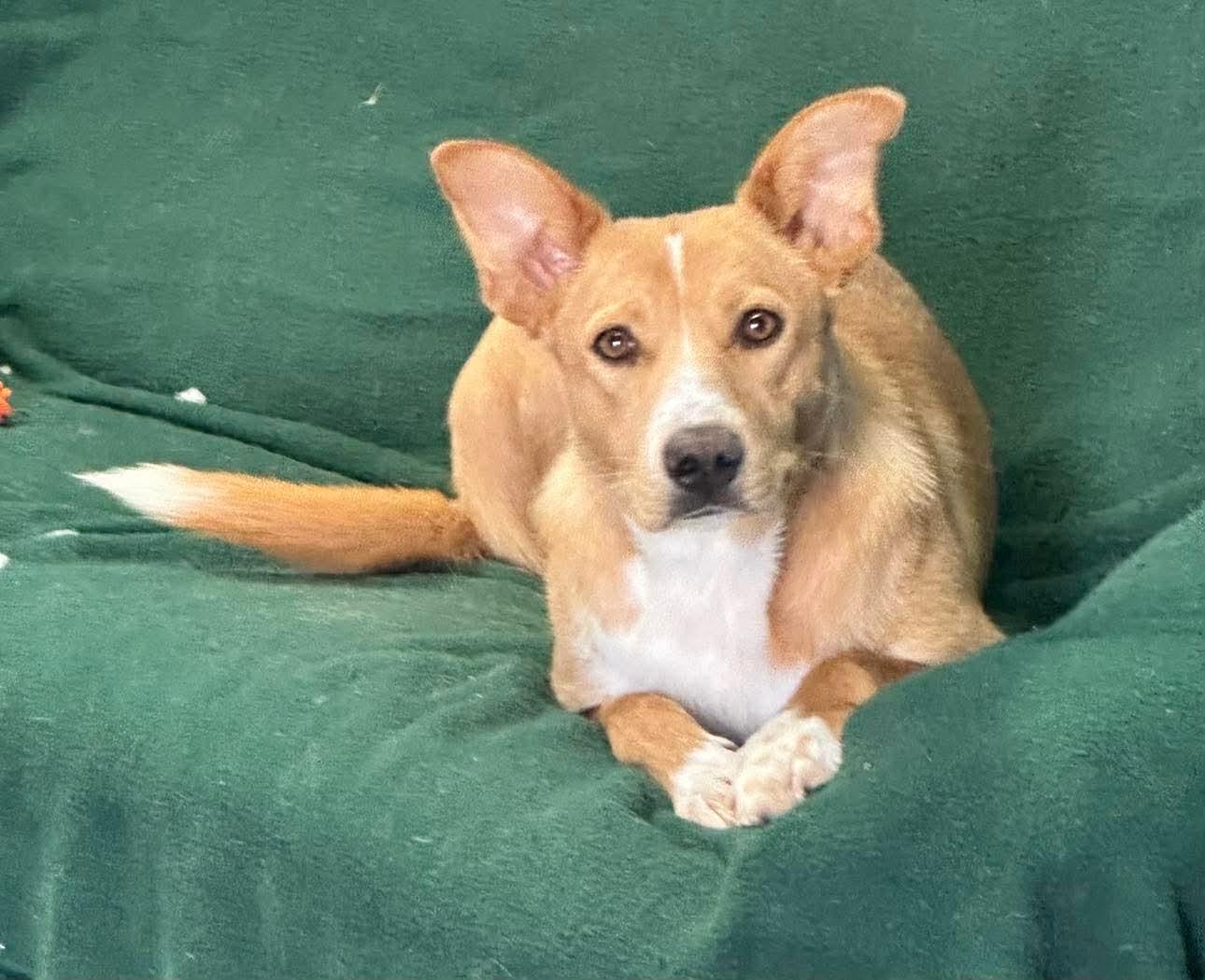 Jeni, a ADOPTABLE mixed breed in benicia, CA image 2/6