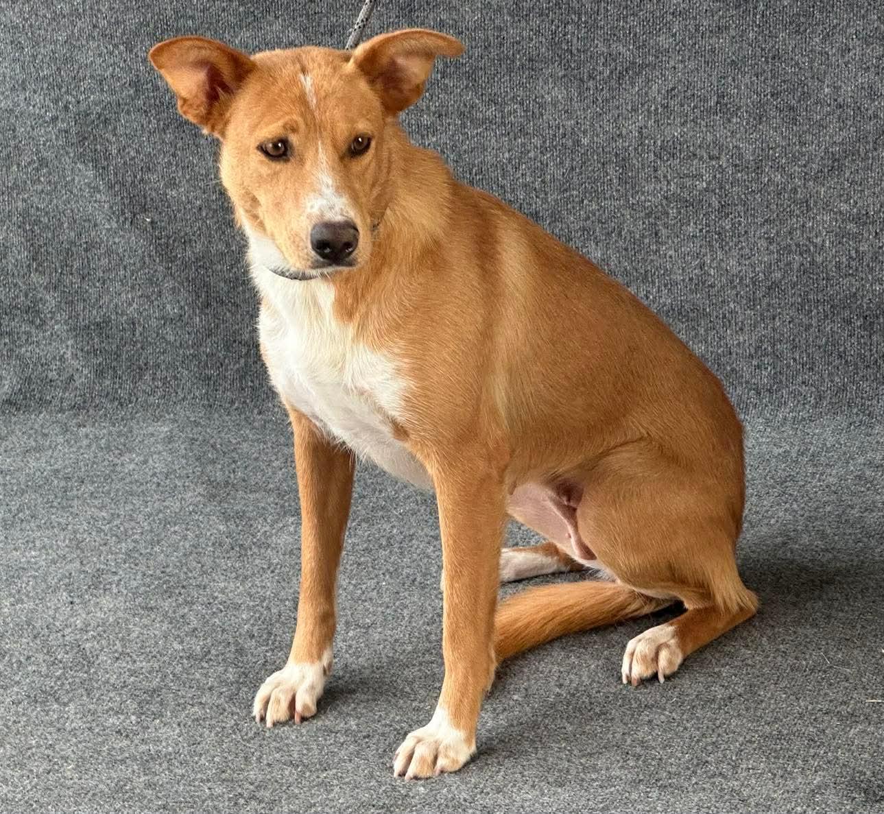 Jeni, a ADOPTABLE mixed breed in benicia, CA image 4/6