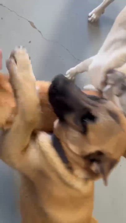 Enlarge Jeni, a ADOPTABLE mixed breed in benicia, CA video 3/6