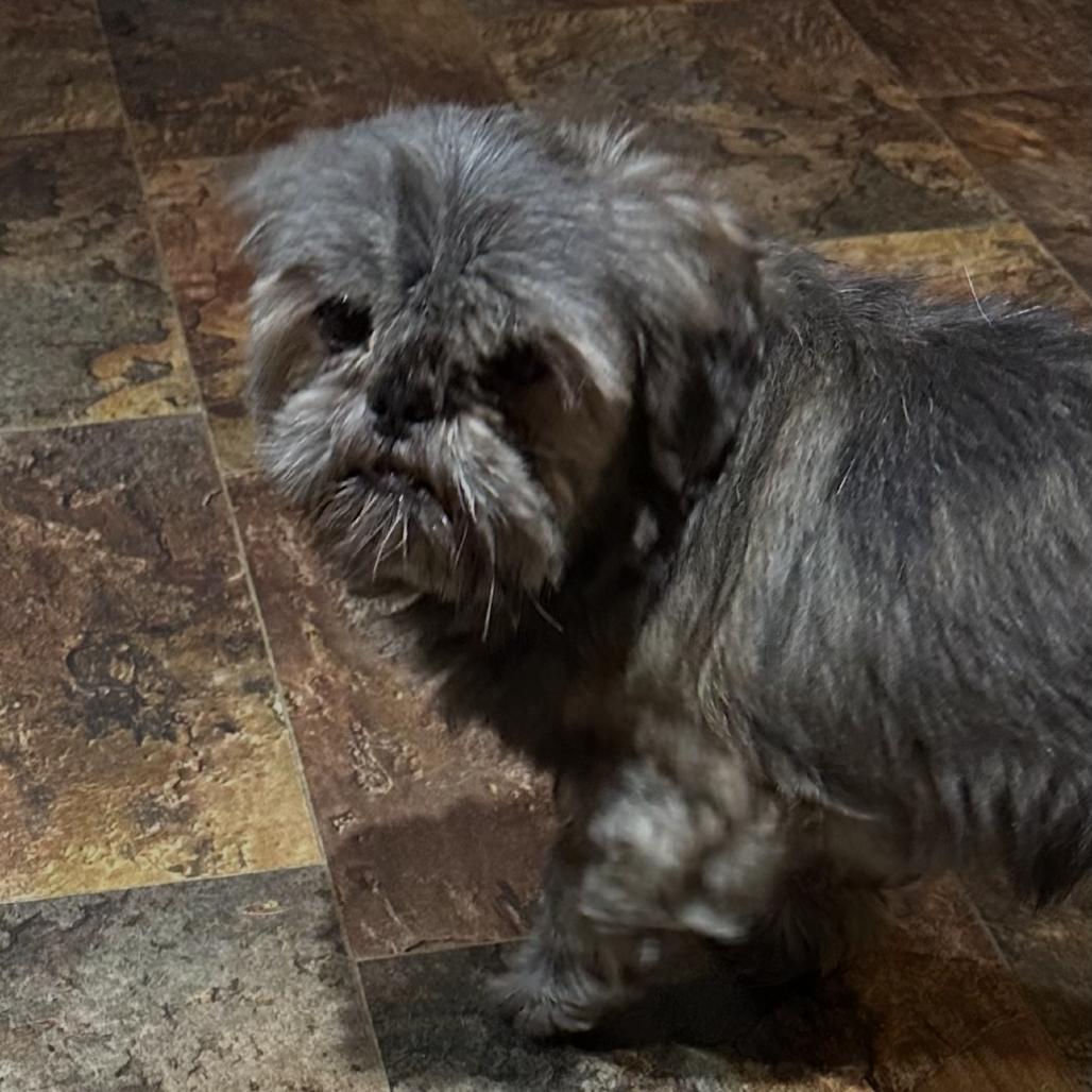 Enlarge Misty, a Adoptable Shih Tzu in Kansas City, MO image 1/3