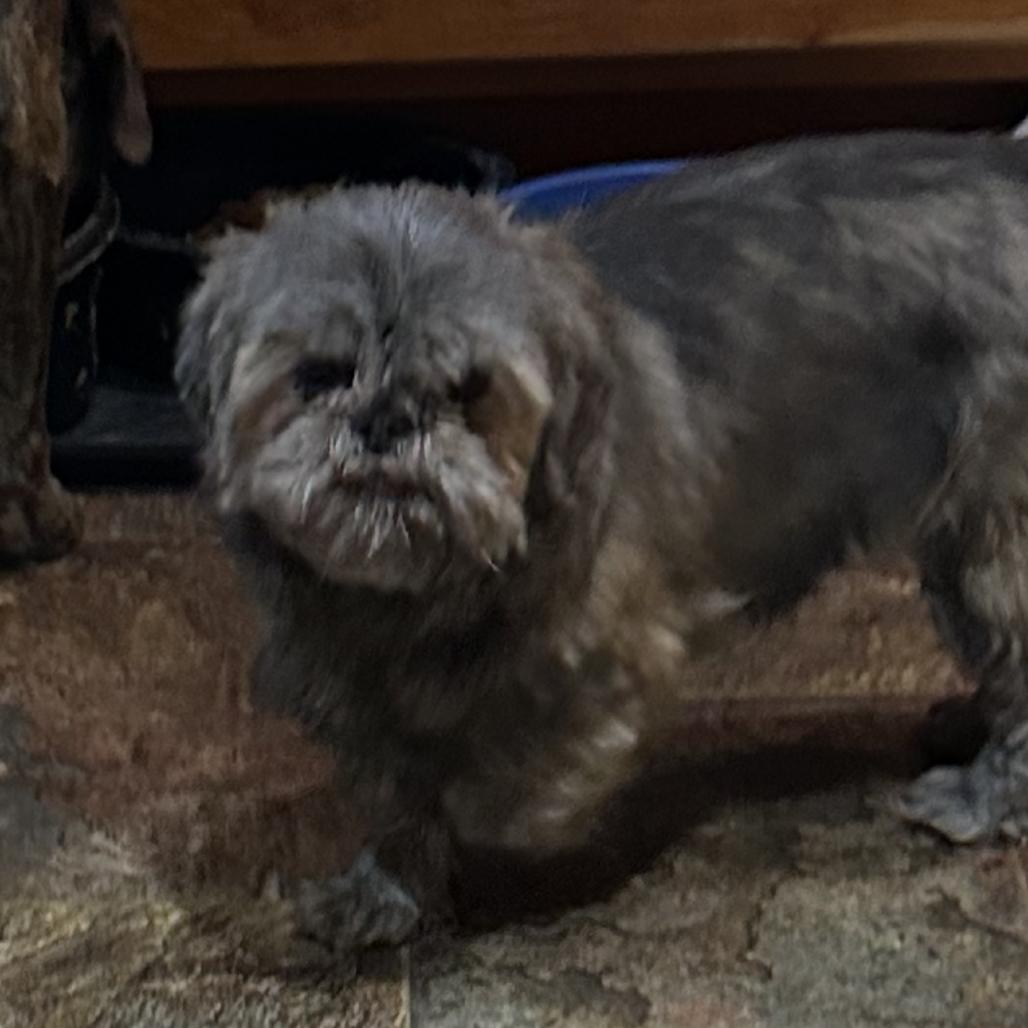 Enlarge Misty, a Adoptable Shih Tzu in Kansas City, MO image 2/3
