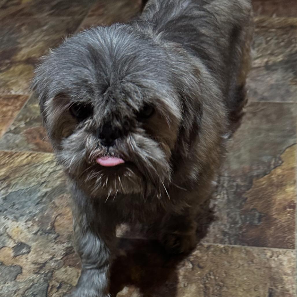 Enlarge Misty, a Adoptable Shih Tzu in Kansas City, MO image 3/3