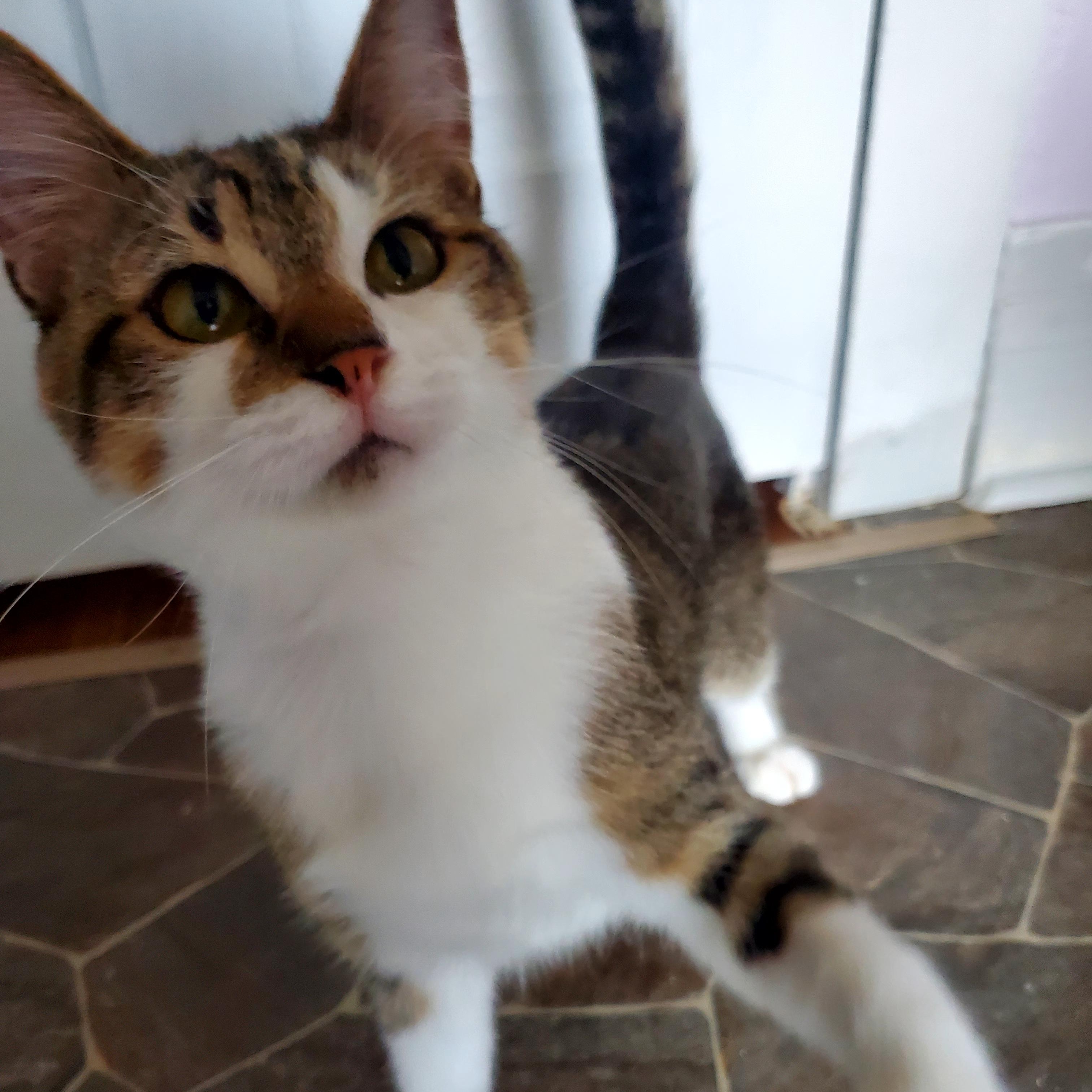 Sweet Scottie, a Adoptable Domestic Short Hair in Gladwin, MI image 6/6