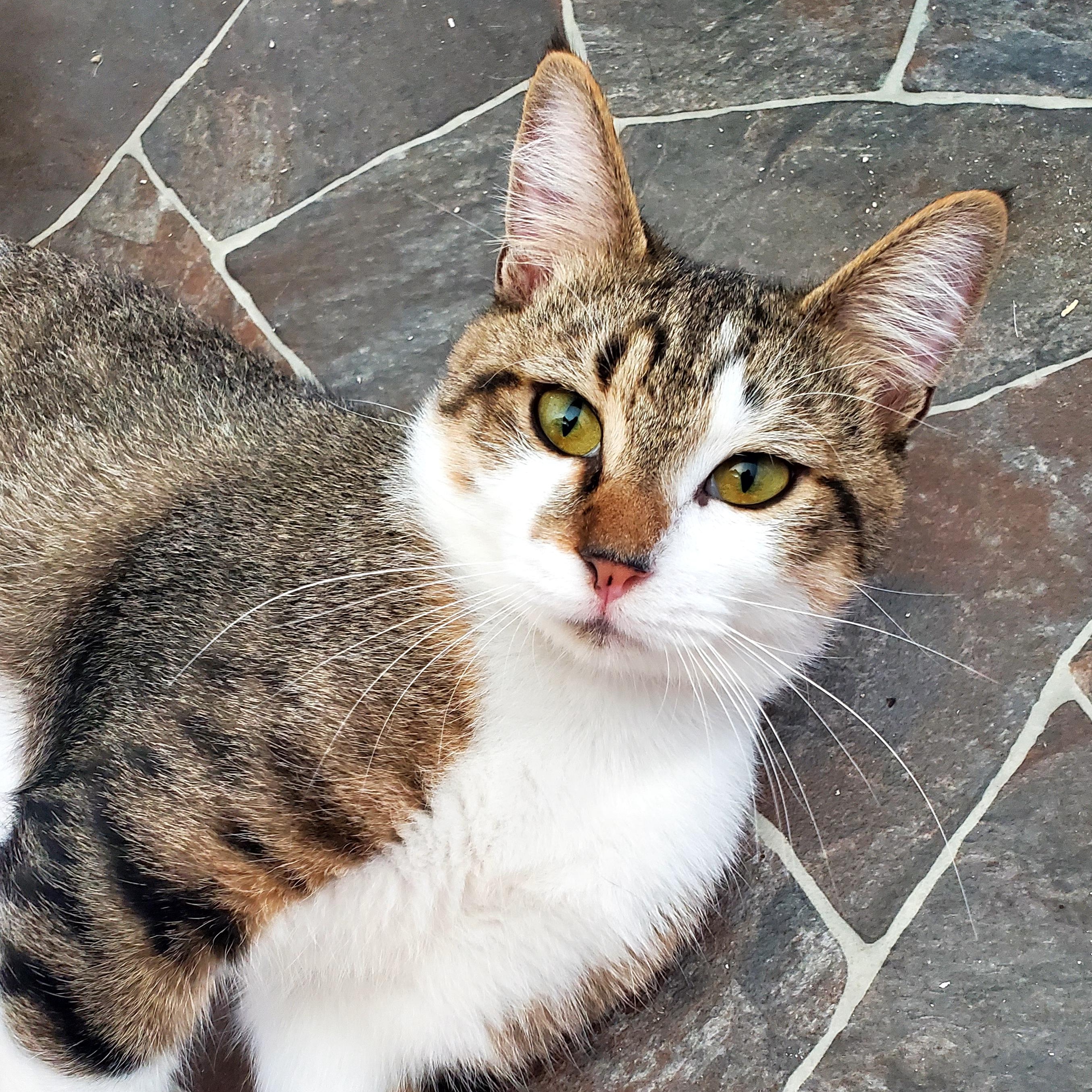 Sweet Scottie, Adoptable, Kitten Male Domestic Short Hair.