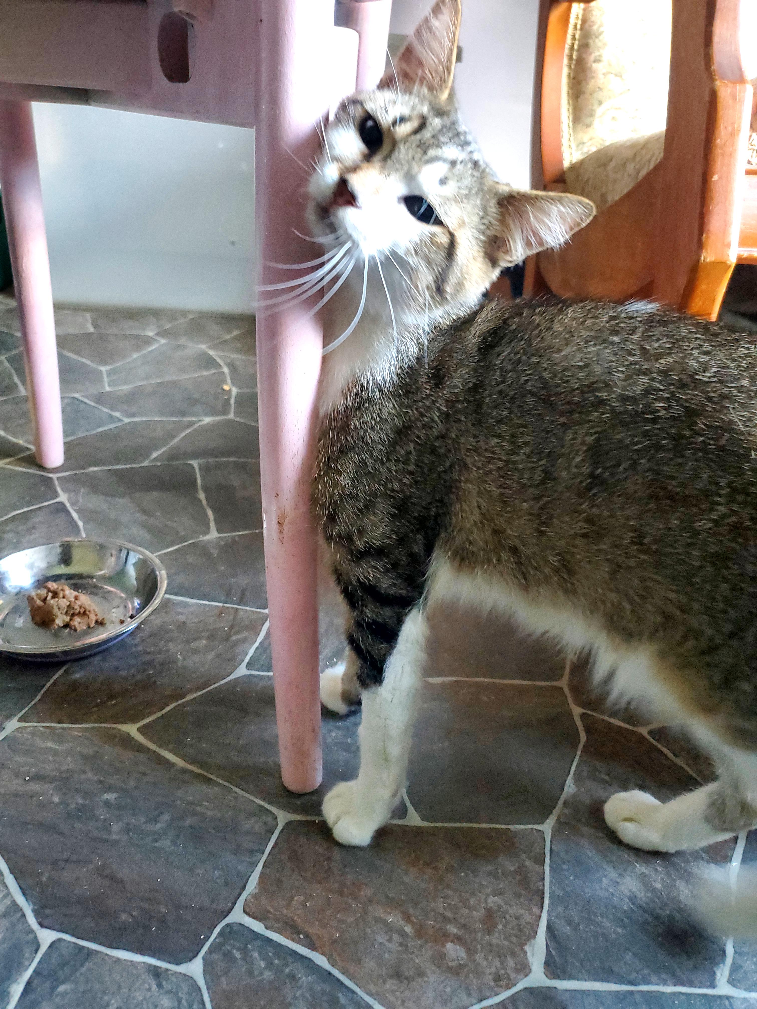 Sweet Scottie, a Adoptable Domestic Short Hair in Gladwin, MI image 5/6
