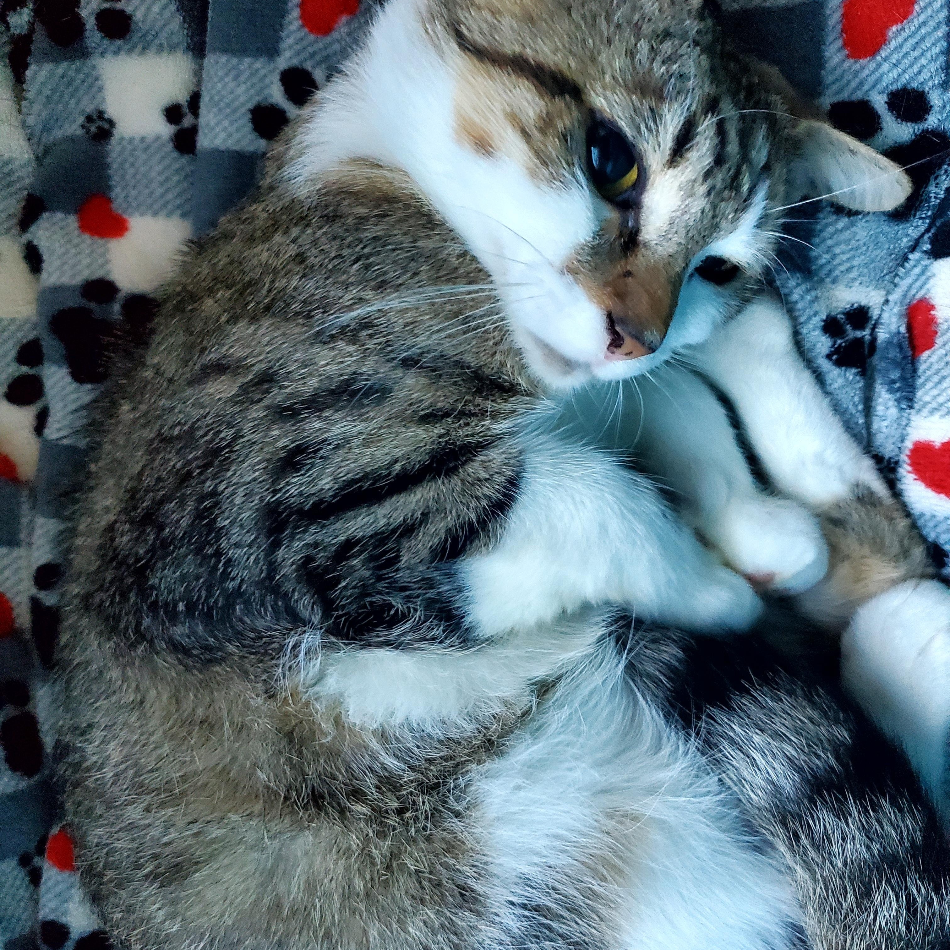 Sweet Scottie, a Adoptable Domestic Short Hair in Gladwin, MI image 3/6