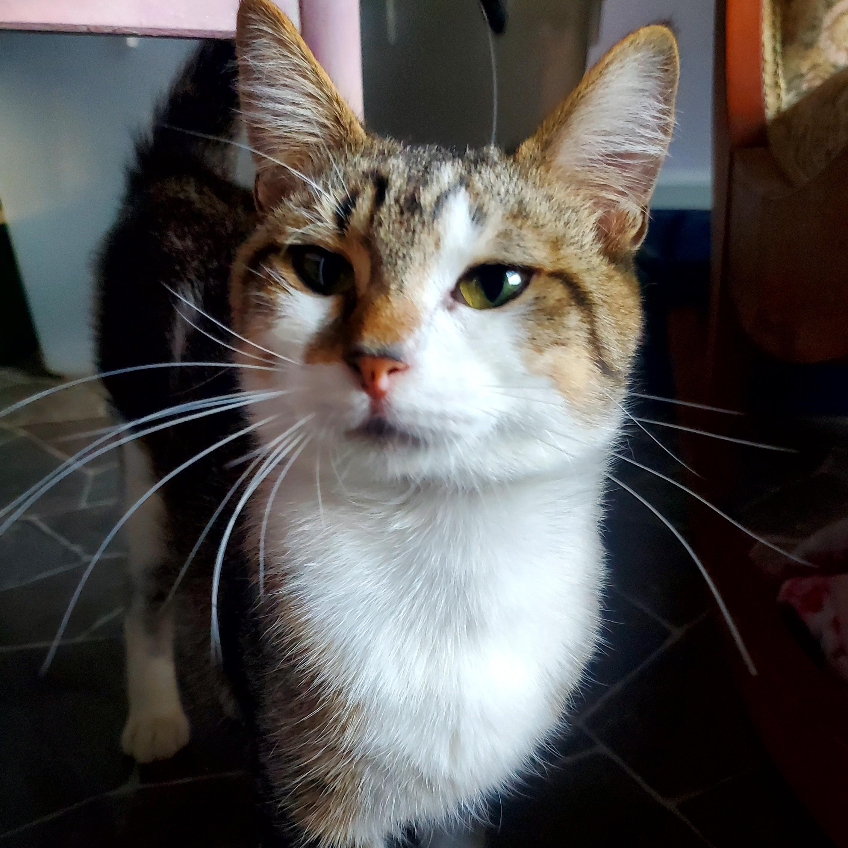 Sweet Scottie, a Adoptable Domestic Short Hair in Gladwin, MI image 2/6