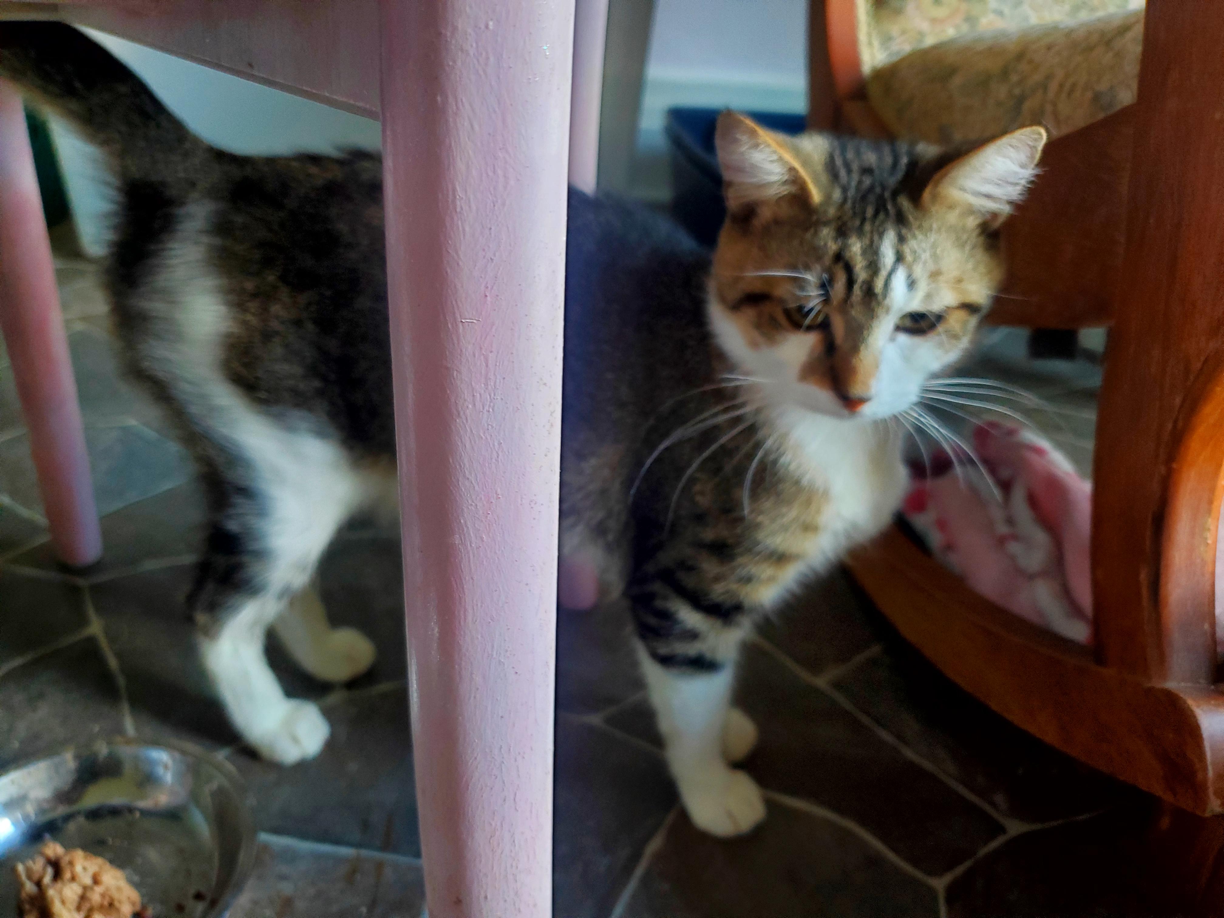 Sweet Scottie, a Adoptable Domestic Short Hair in Gladwin, MI image 4/6