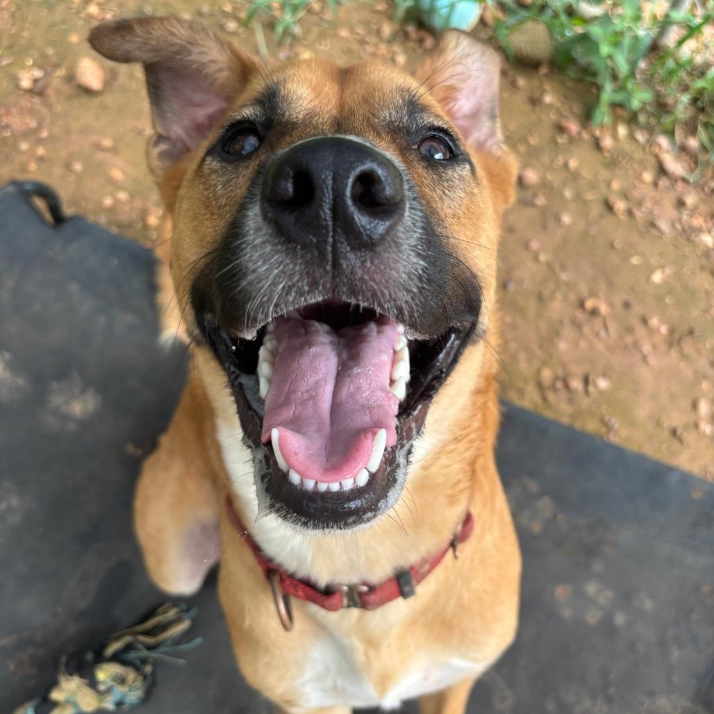 Enlarge Scooby, a Adoptable mixed breed in Cedar Creek, TX image 1/3