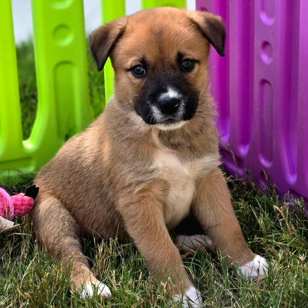 Enlarge Scooby, a Adoptable mixed breed in Cedar Creek, TX image 2/3