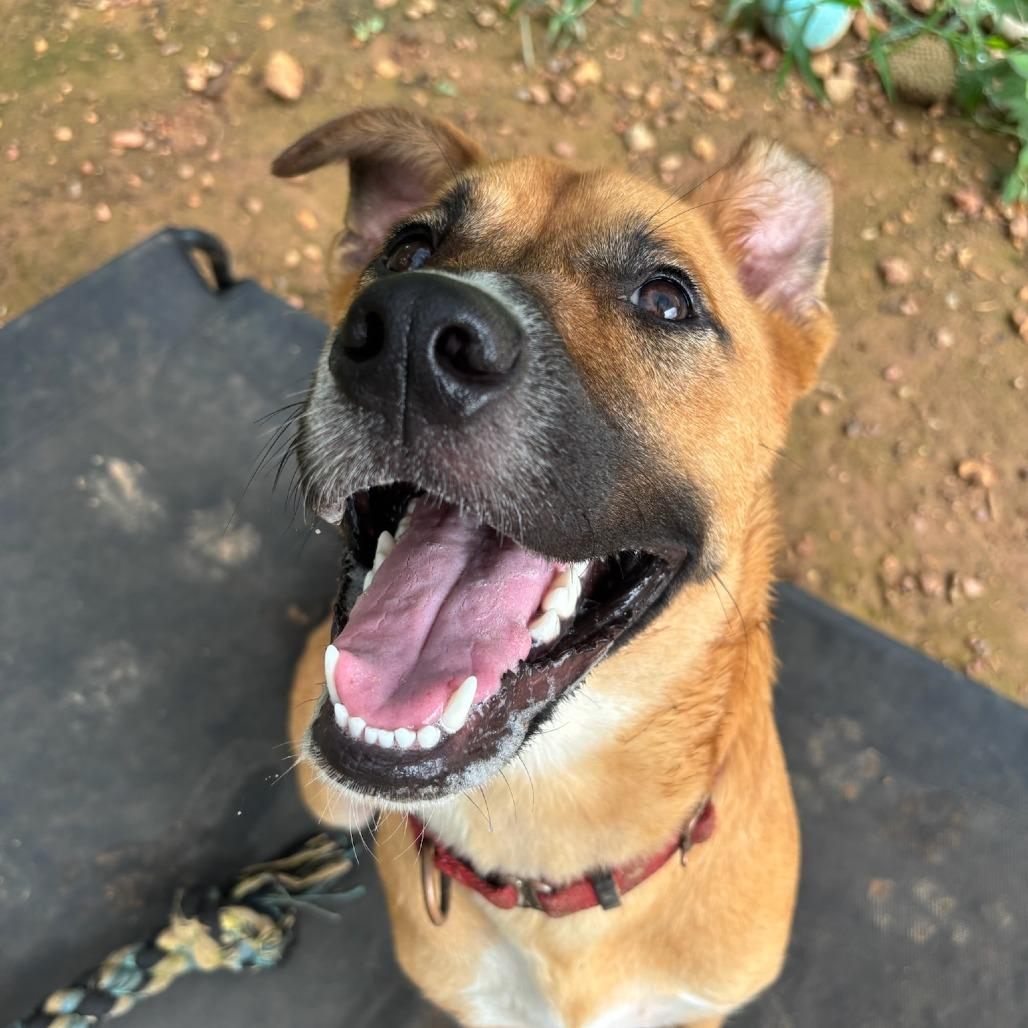 Enlarge Scooby, a Adoptable mixed breed in Cedar Creek, TX image 3/3