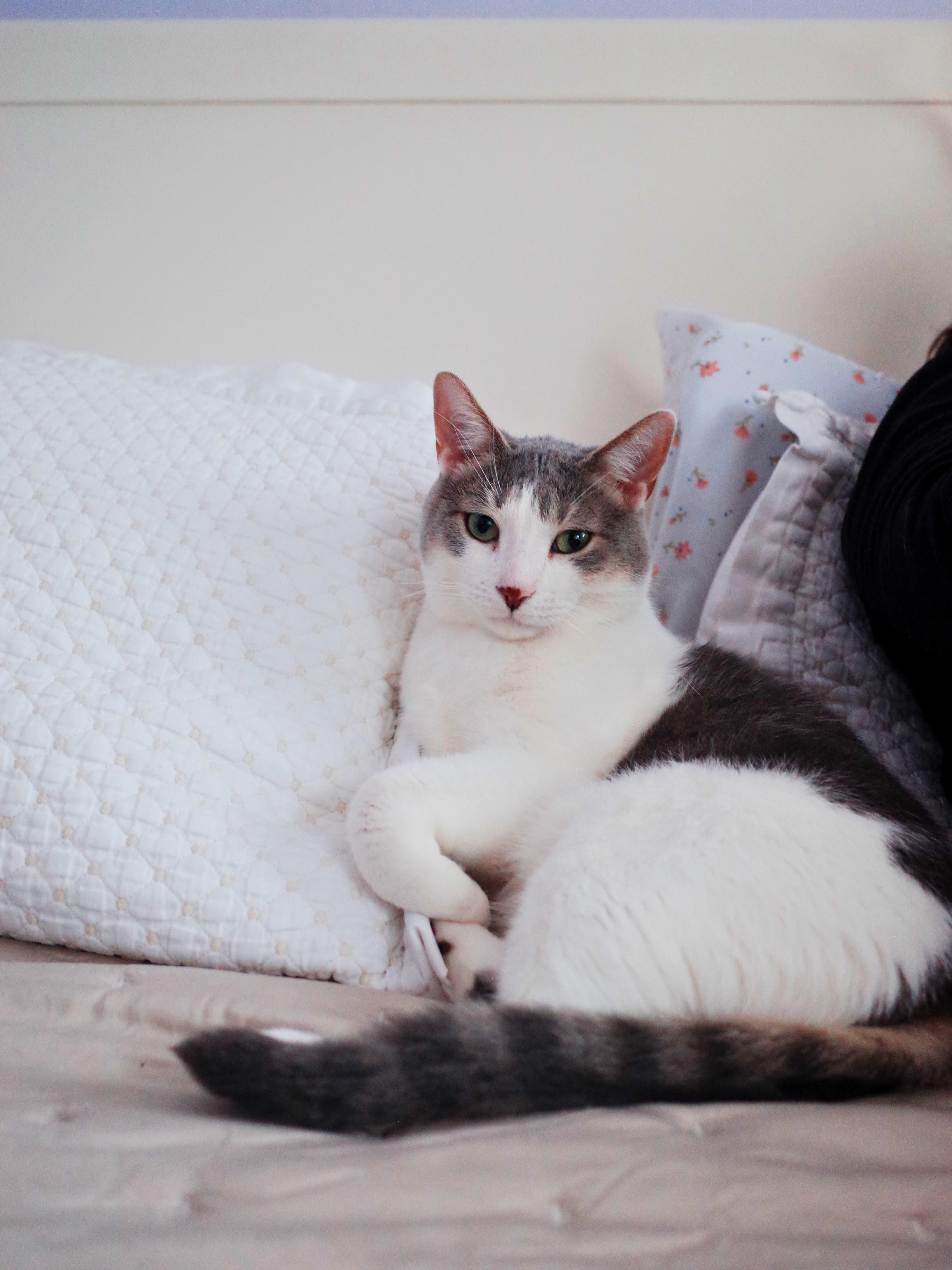 Misty, Adoptable, Young Male Domestic Short Hair.