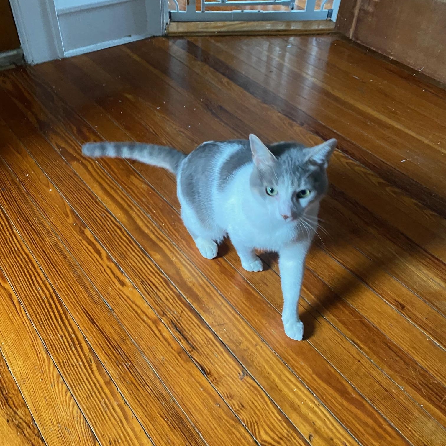 Enlarge Misty, a Adoptable Domestic Short Hair in Kew Gardens, NY image 2/3