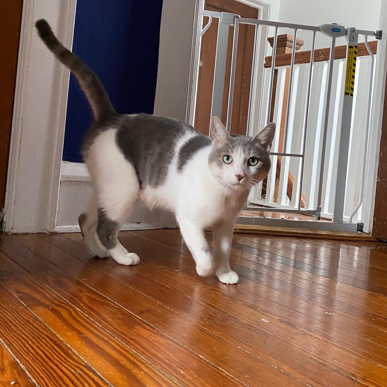 Misty, Adoptable, Adult Male Domestic Short Hair.