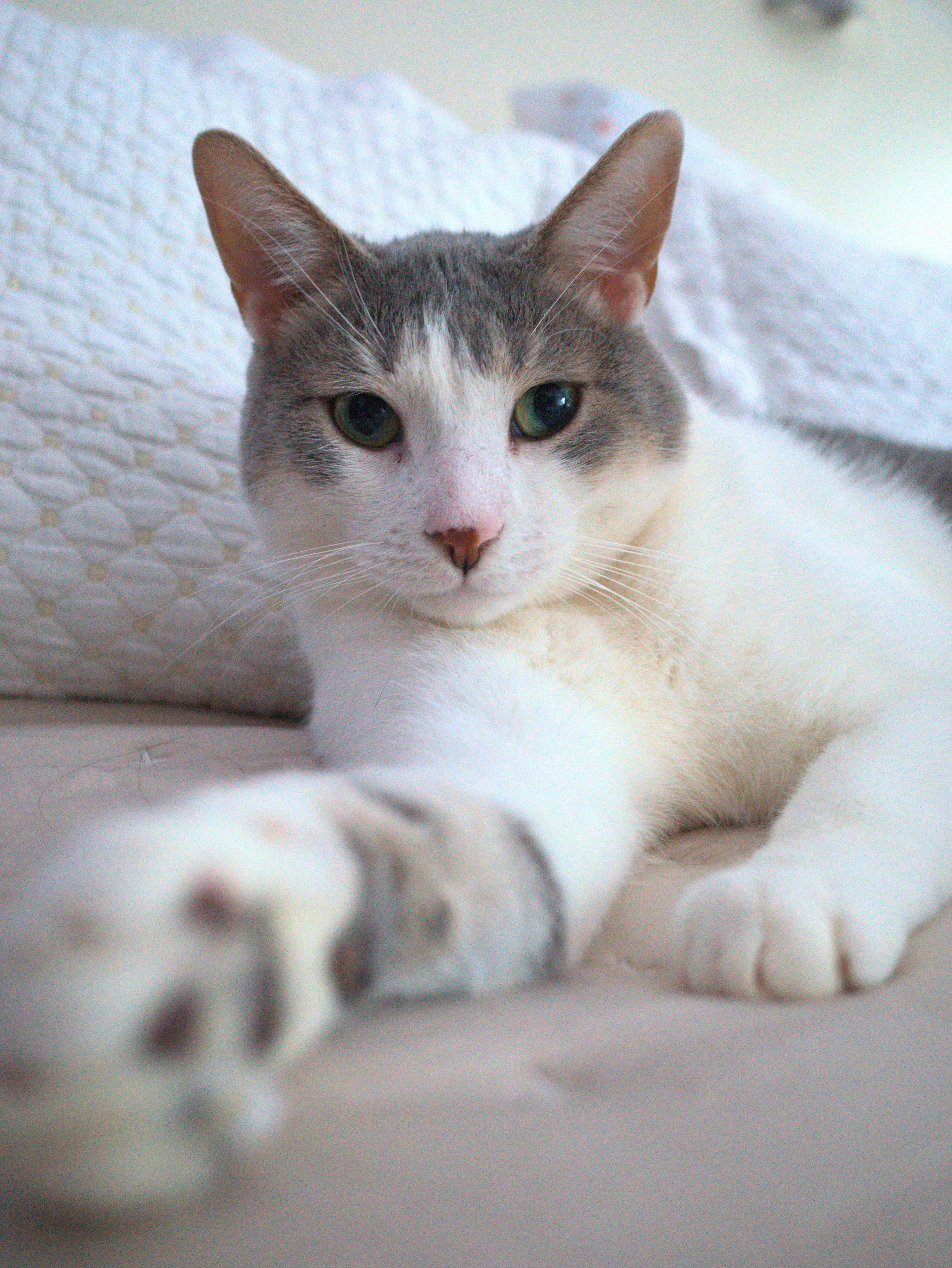 Misty, a Adoptable Domestic Short Hair in Kew Gardens, NY image 1/4