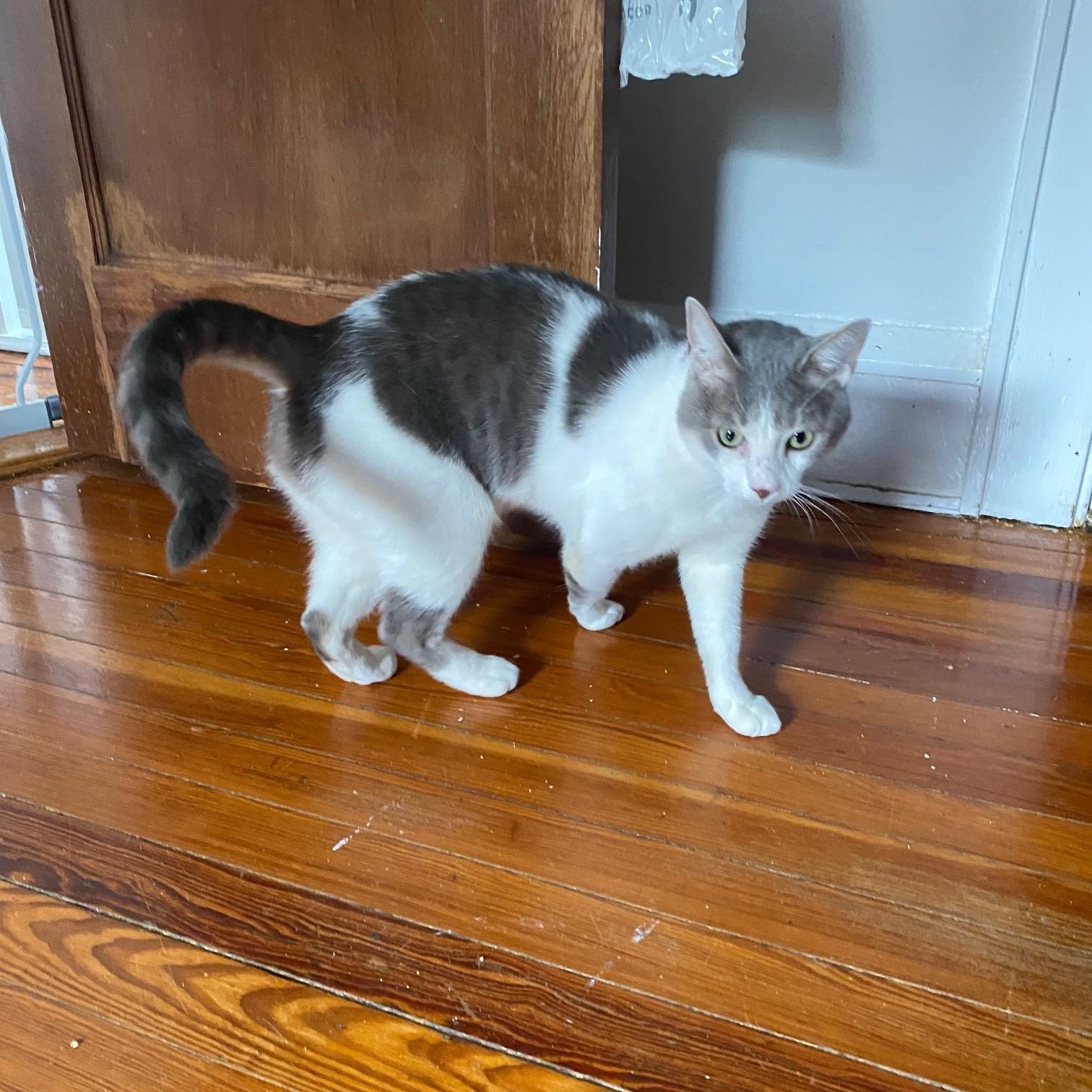 Enlarge Misty, a Adoptable Domestic Short Hair in Kew Gardens, NY image 3/3