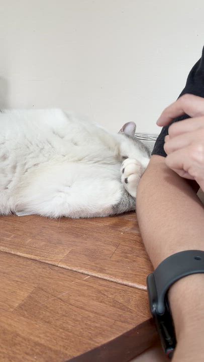 Enlarge Misty, a Adoptable Domestic Short Hair in Kew Gardens, NY video 2/5