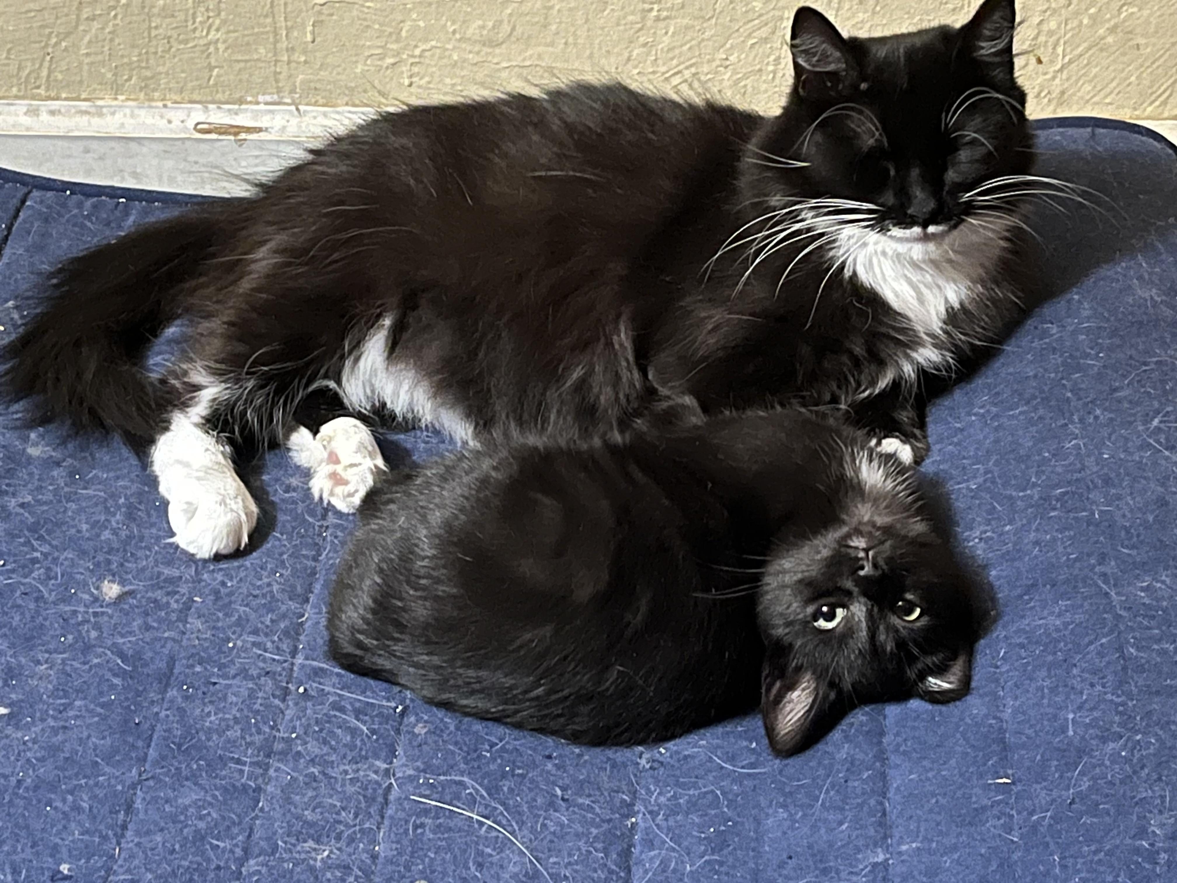 Edelyn aka Farrah, Adoptable, Adult Female Domestic Long Hair.