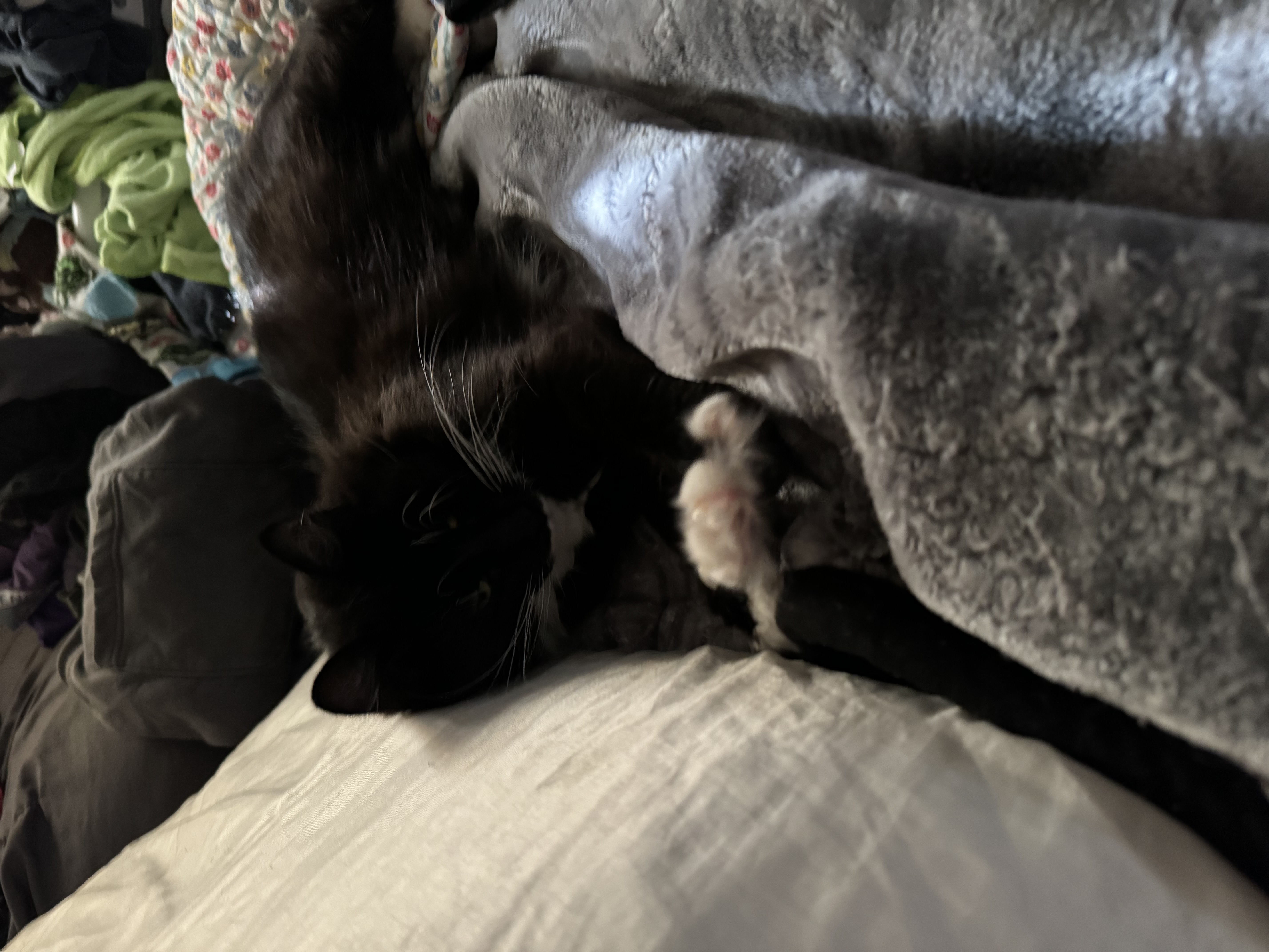 Enlarge Edelyn aka Farrah, a Adoptable Domestic Long Hair in Stockton, CA image 4/6