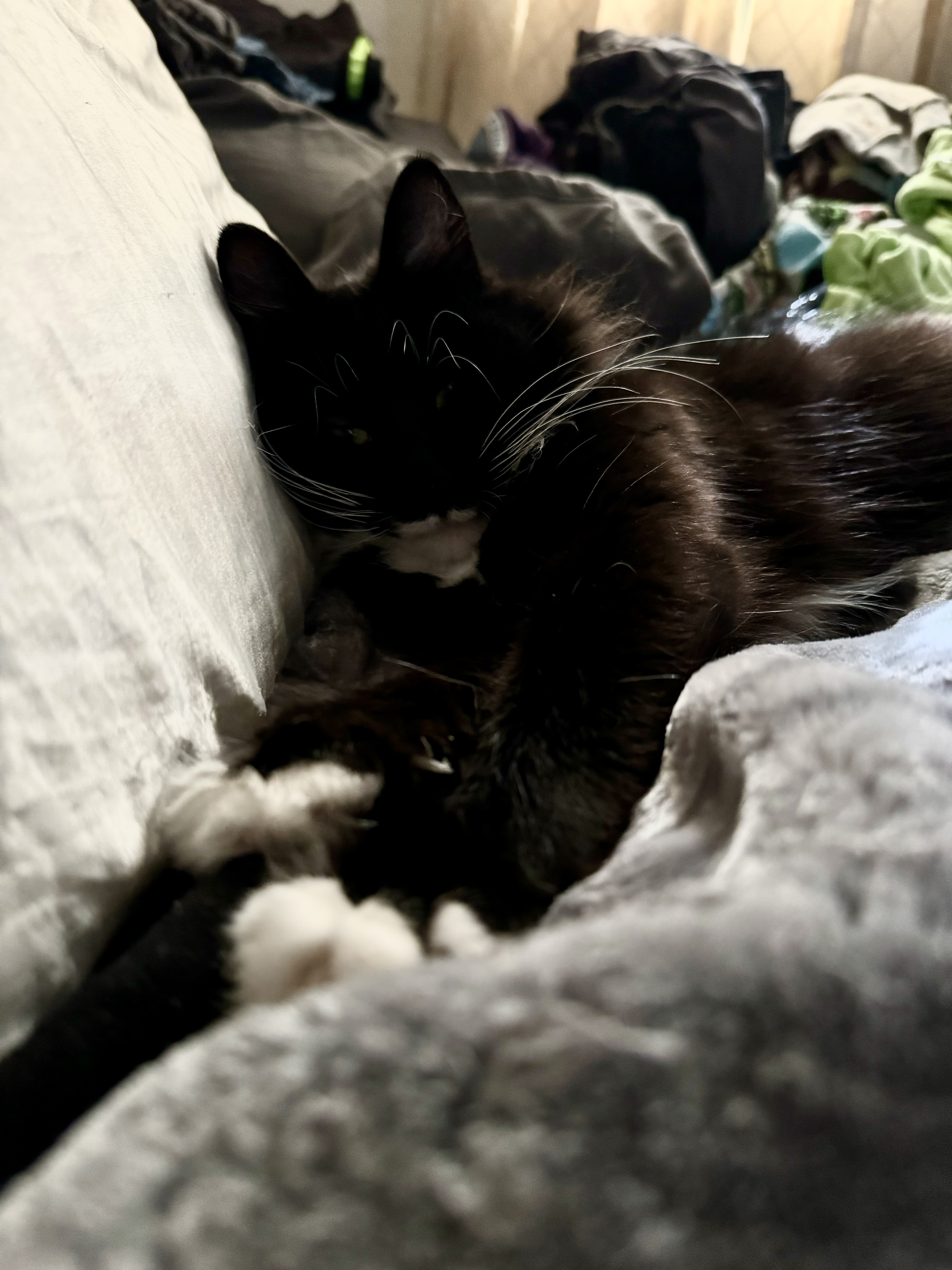 Enlarge Edelyn aka Farrah, a Adoptable Domestic Long Hair in Stockton, CA image 5/6