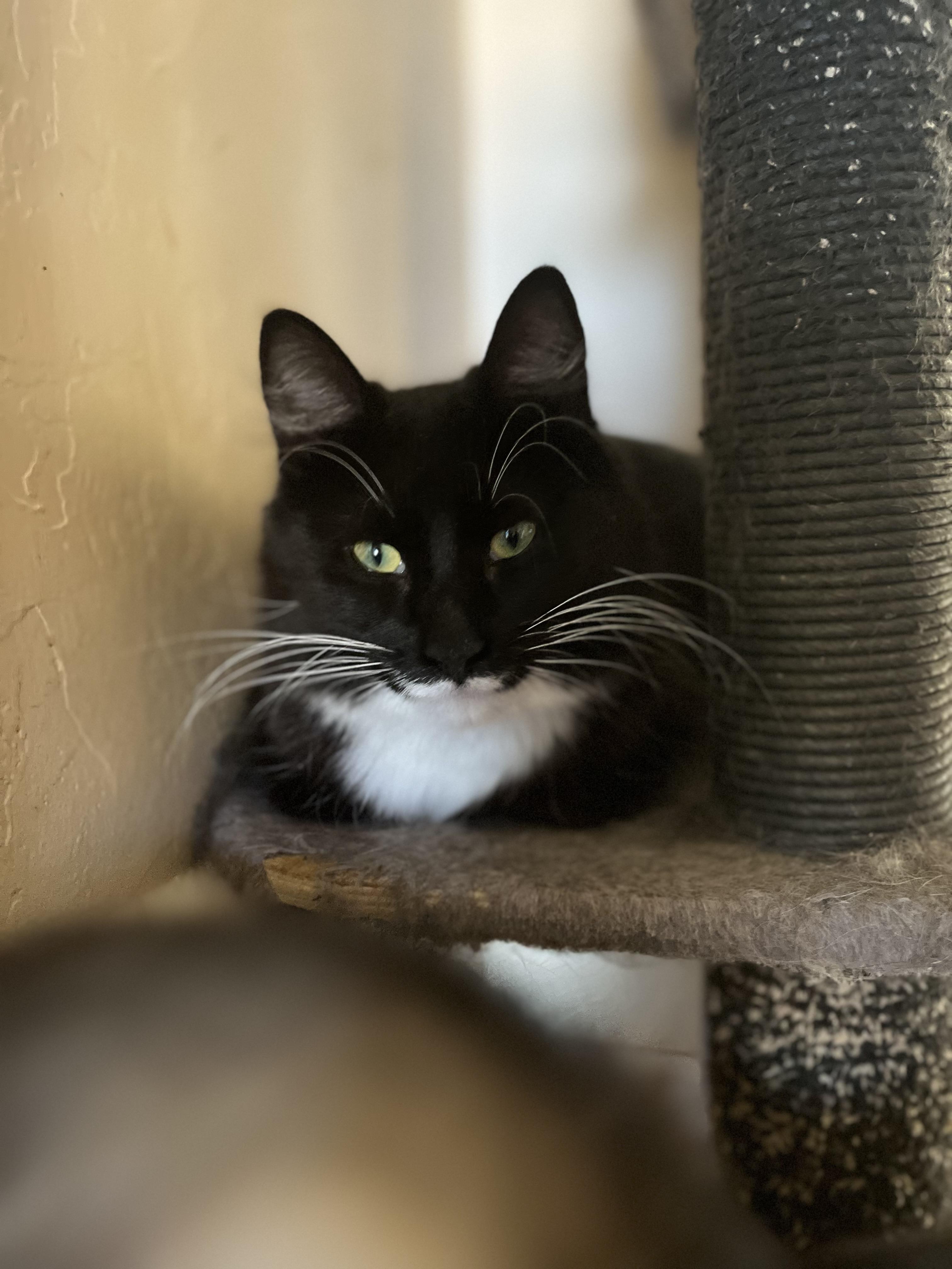 Enlarge Edelyn aka Farrah, a Adoptable Domestic Long Hair in Stockton, CA image 2/6