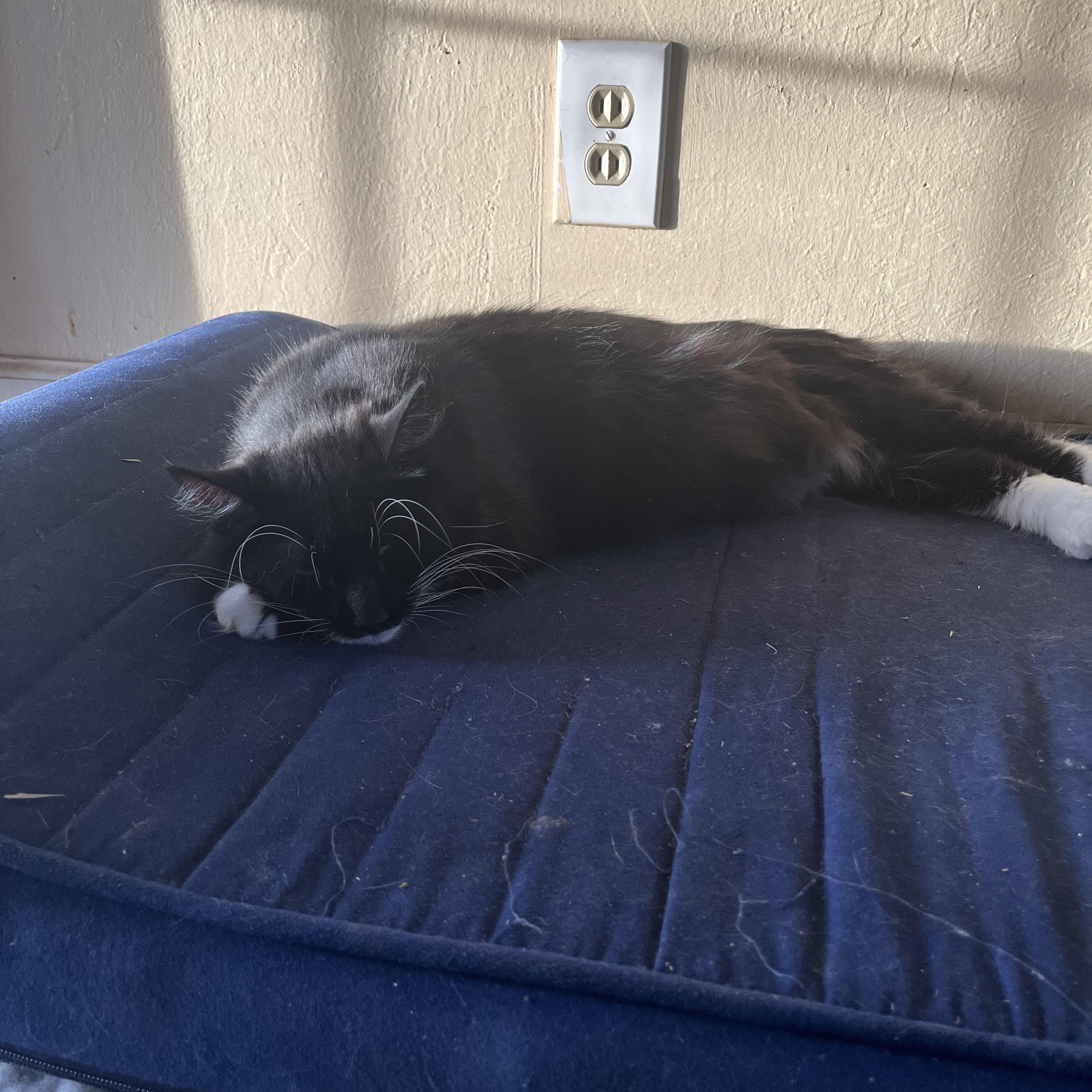 Enlarge Edelyn aka Farrah, a Adoptable Domestic Long Hair in Stockton, CA image 6/6