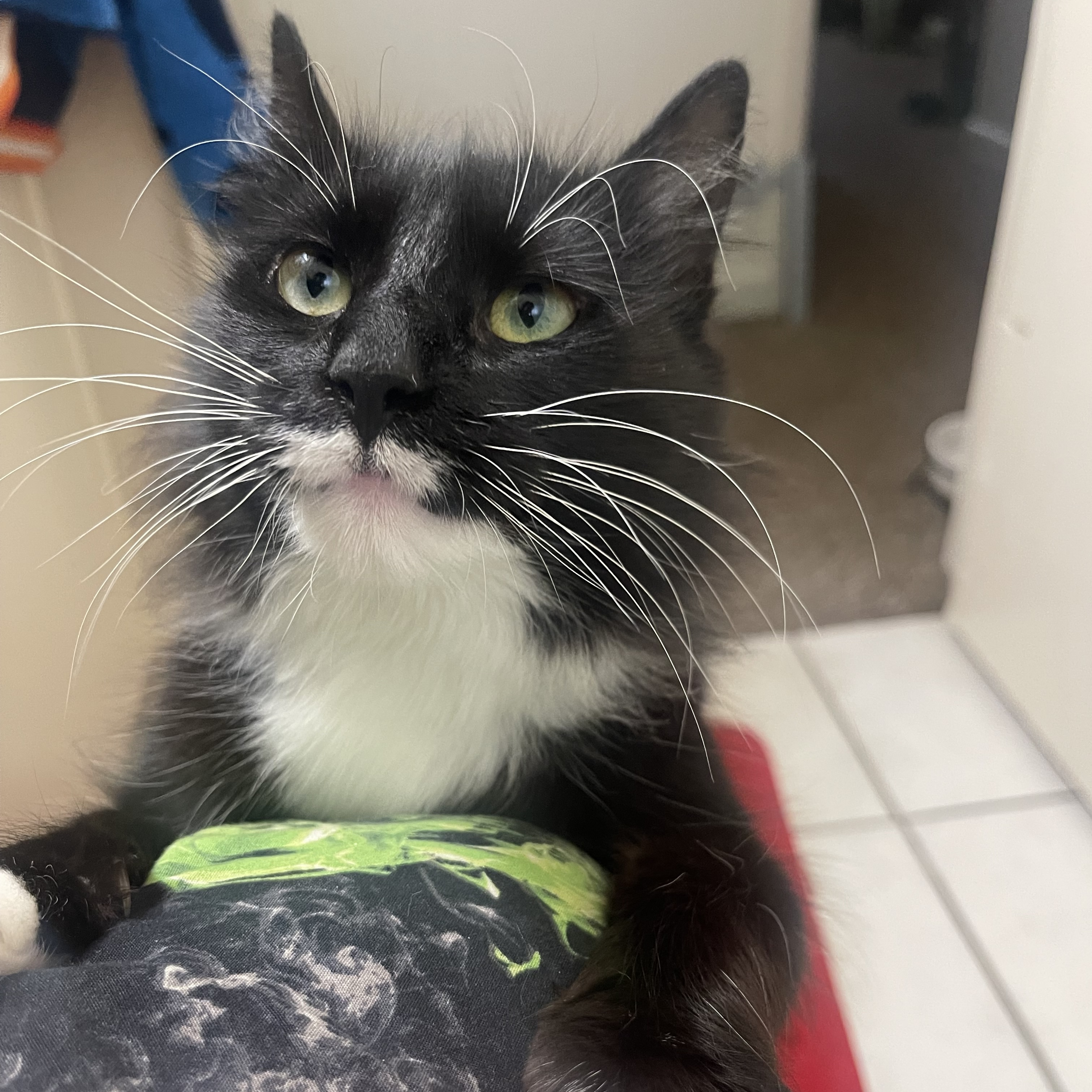 Edelyn aka Farrah, Adoptable, Adult Female Domestic Long Hair.