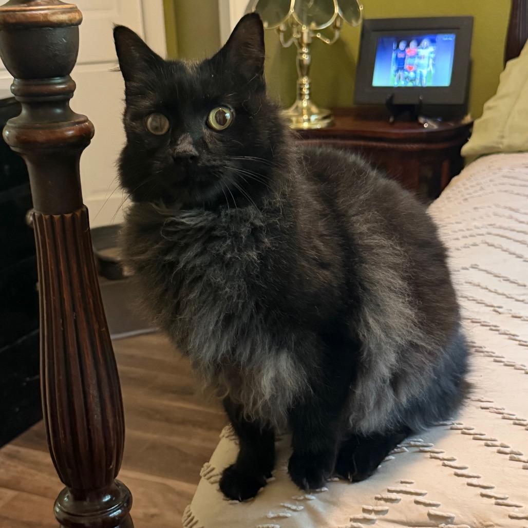 Enlarge Shadow (2), a Adoptable Domestic Long Hair in Flower Mound, TX image 1/4