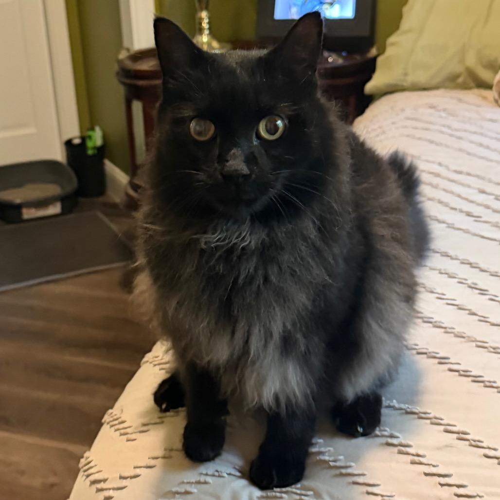 Enlarge Shadow (2), a Adoptable Domestic Long Hair in Flower Mound, TX image 2/4