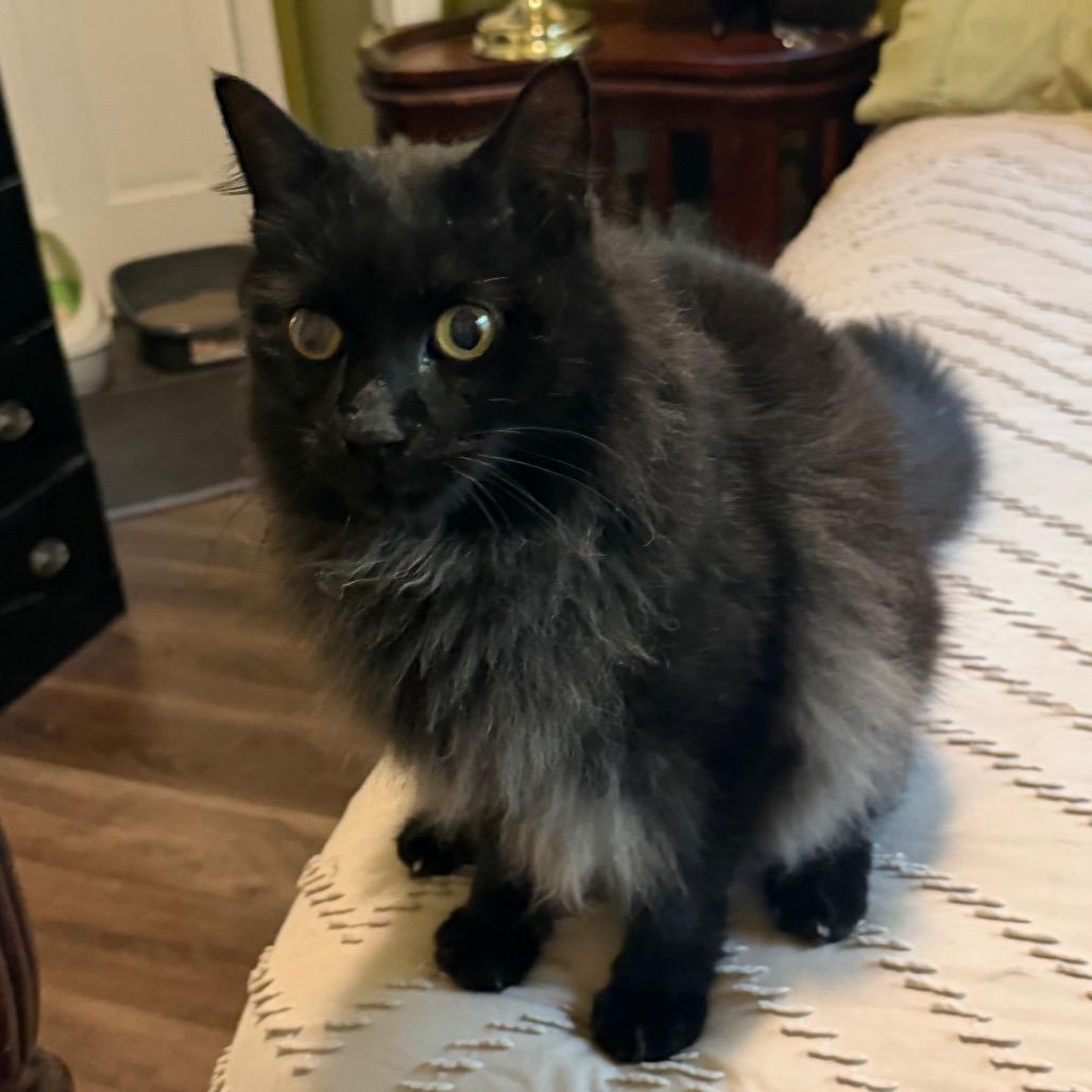 Enlarge Shadow (2), a Adoptable Domestic Long Hair in Flower Mound, TX image 3/4