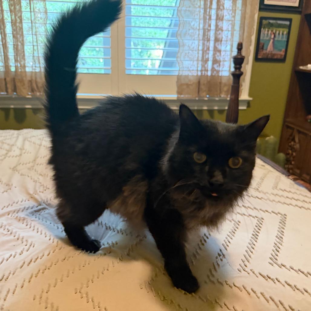 Enlarge Shadow (2), a Adoptable Domestic Long Hair in Flower Mound, TX image 4/4
