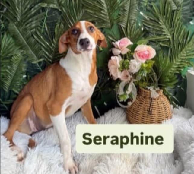 Enlarge Seraphine, a Adoptable Mixed Breed in Etobicoke, ON image 1/1