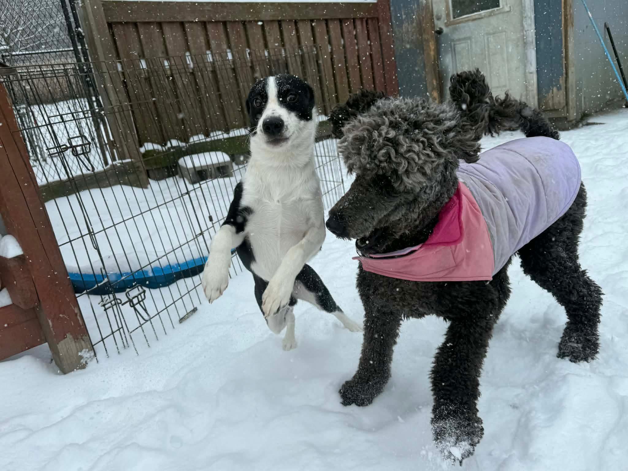 Smokey, ADOPTABLE, Puppy Male Mixed Breed & Border Collie.