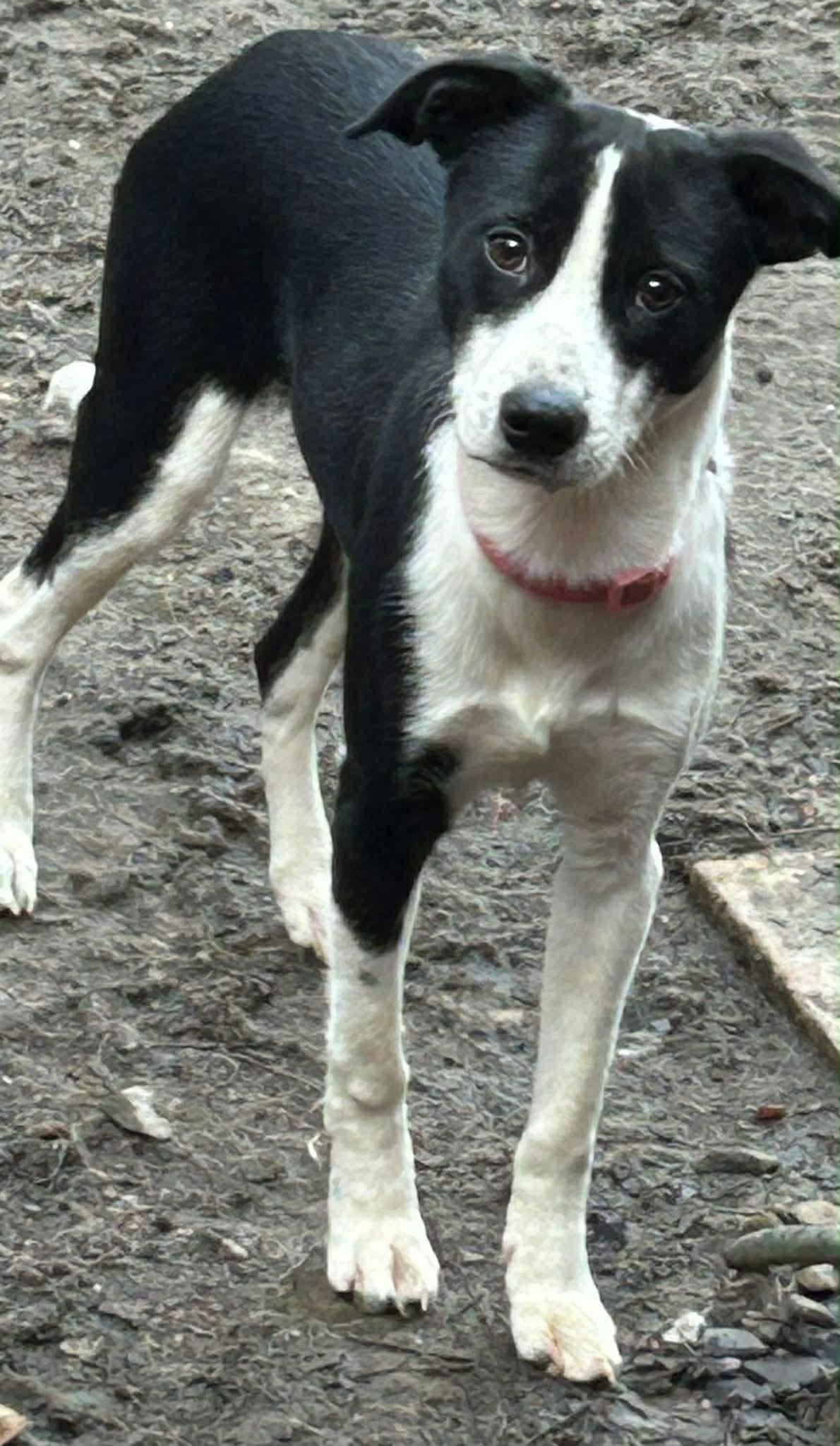 Smokey, a ADOPTABLE mixed breed in Randolph Center, VT image 2/3