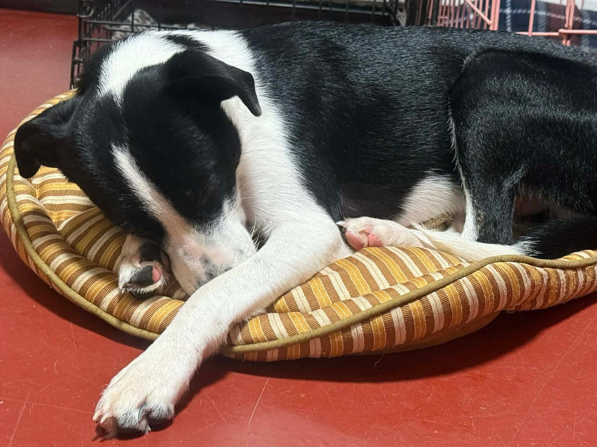 Smokey, a ADOPTABLE mixed breed in Randolph Center, VT image 3/3