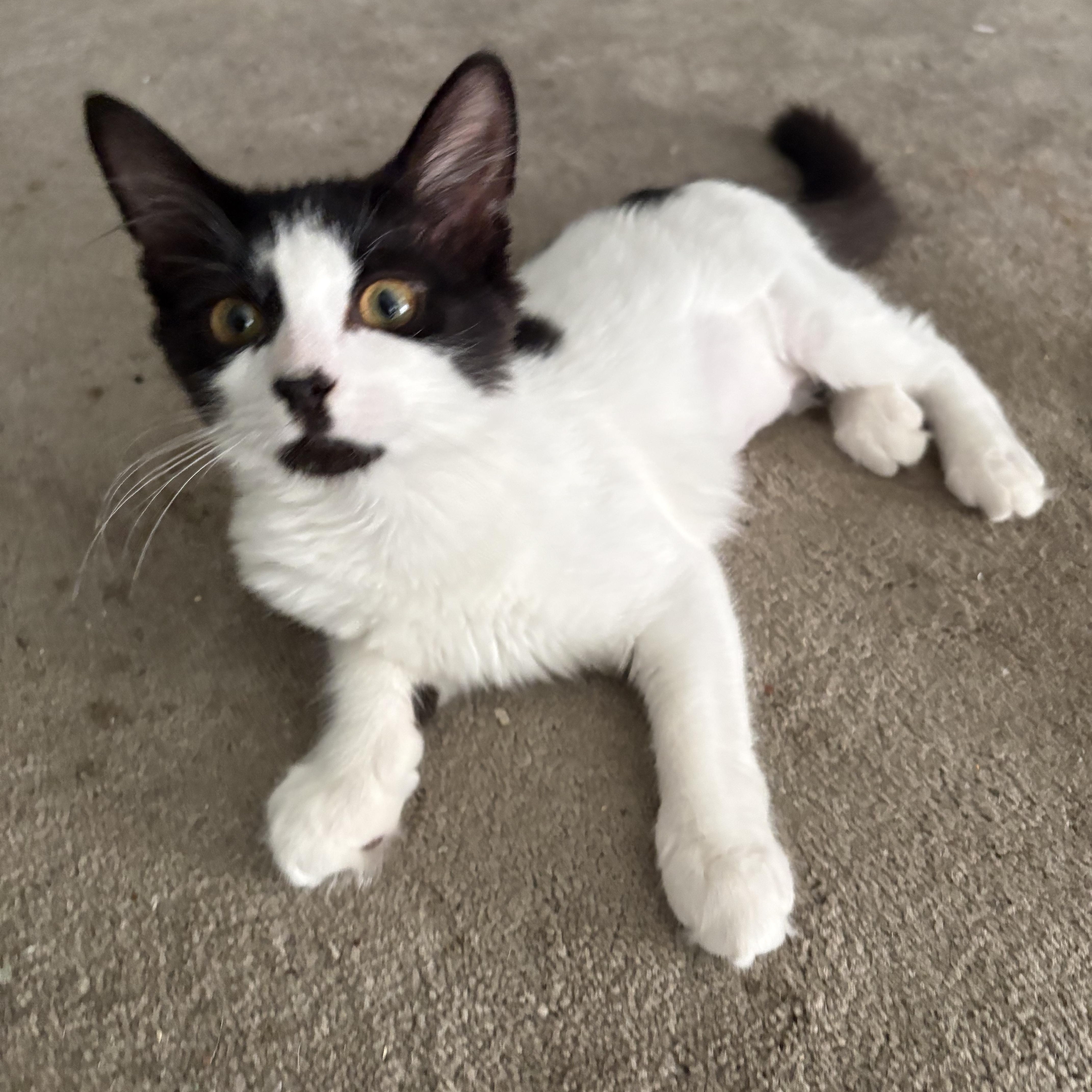 Enlarge Pichi, a ADOPTABLE Domestic Short Hair in Mauldin, SC image 2/6