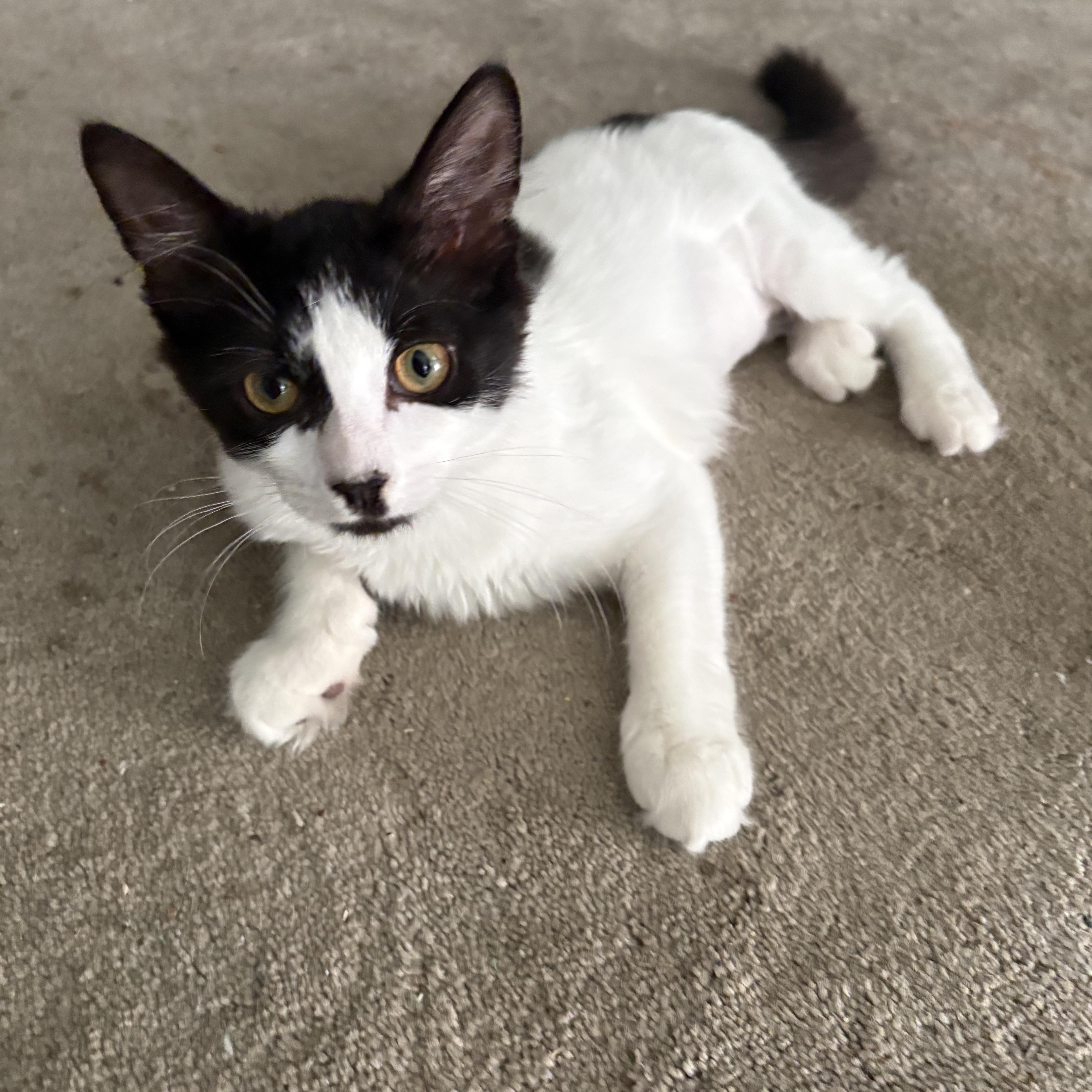 Enlarge Pichi, a ADOPTABLE Domestic Short Hair in Mauldin, SC image 3/6