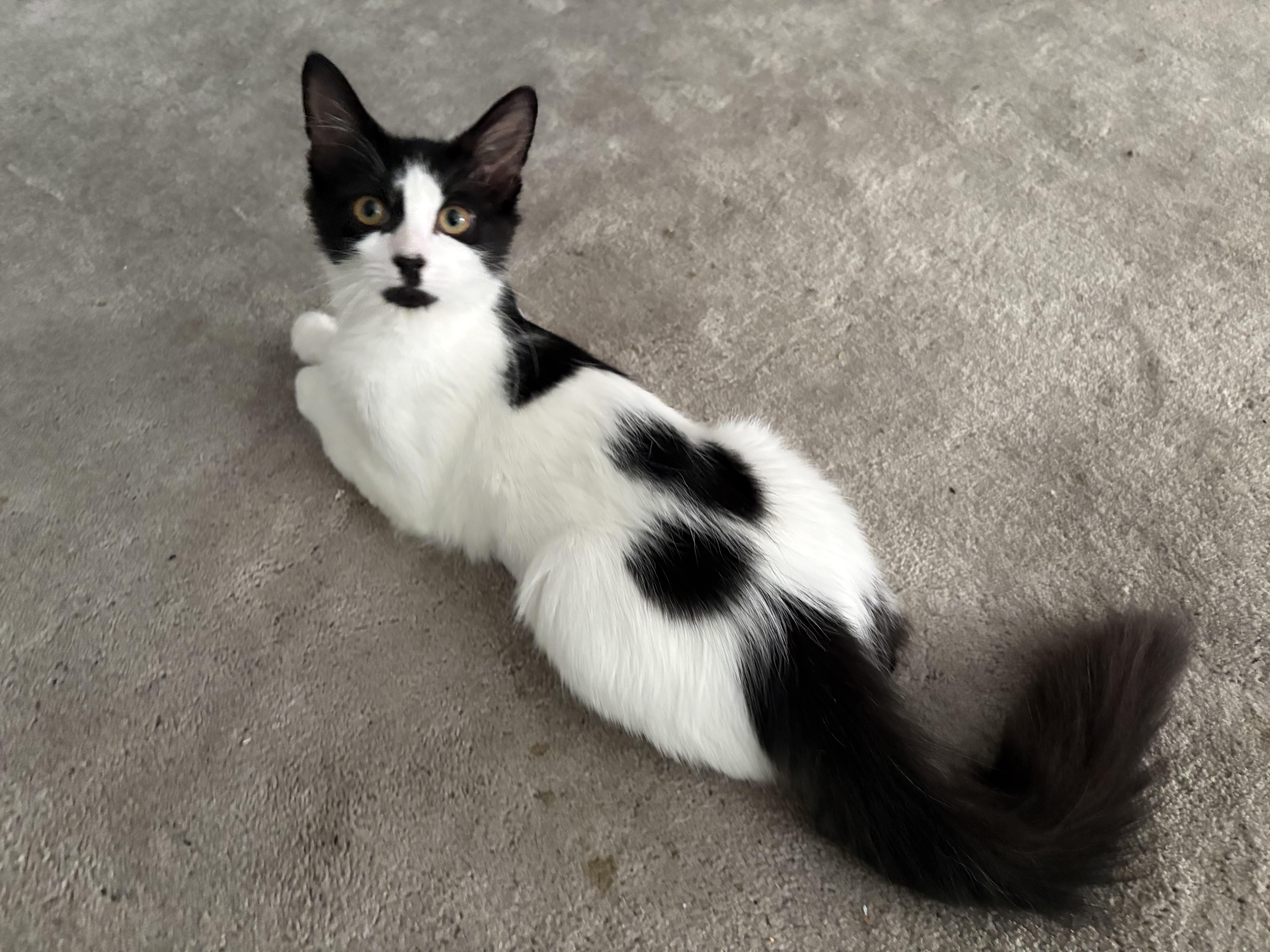 Pichi, ADOPTABLE, Kitten Female Domestic Short Hair.