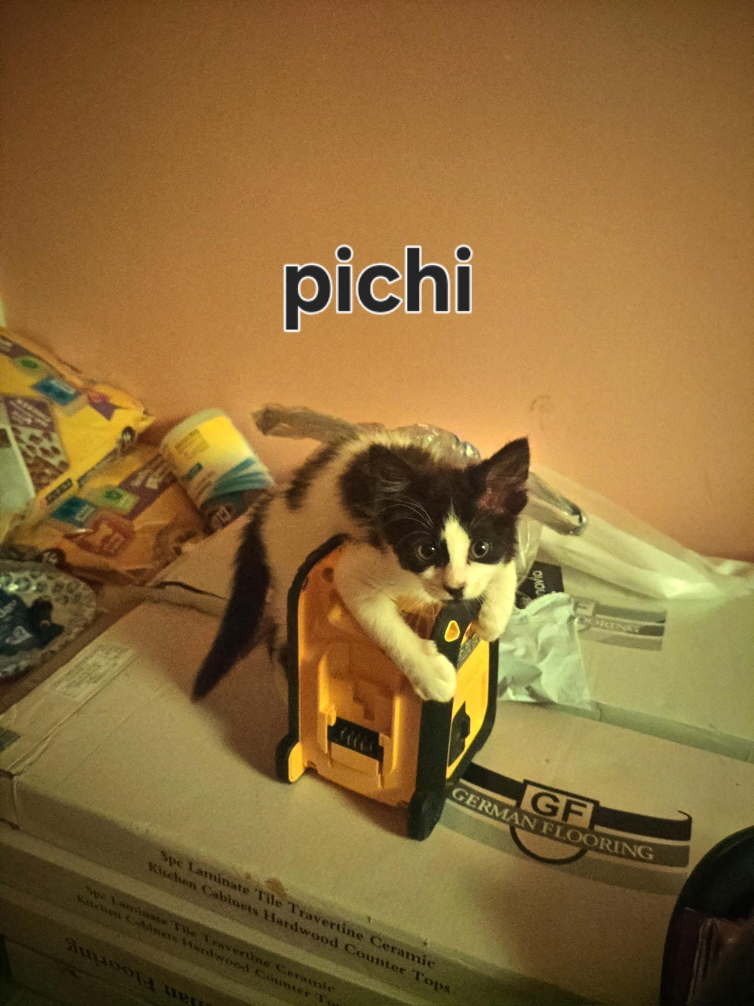 Enlarge Pichi, a ADOPTABLE Domestic Short Hair in Mauldin, SC image 4/6
