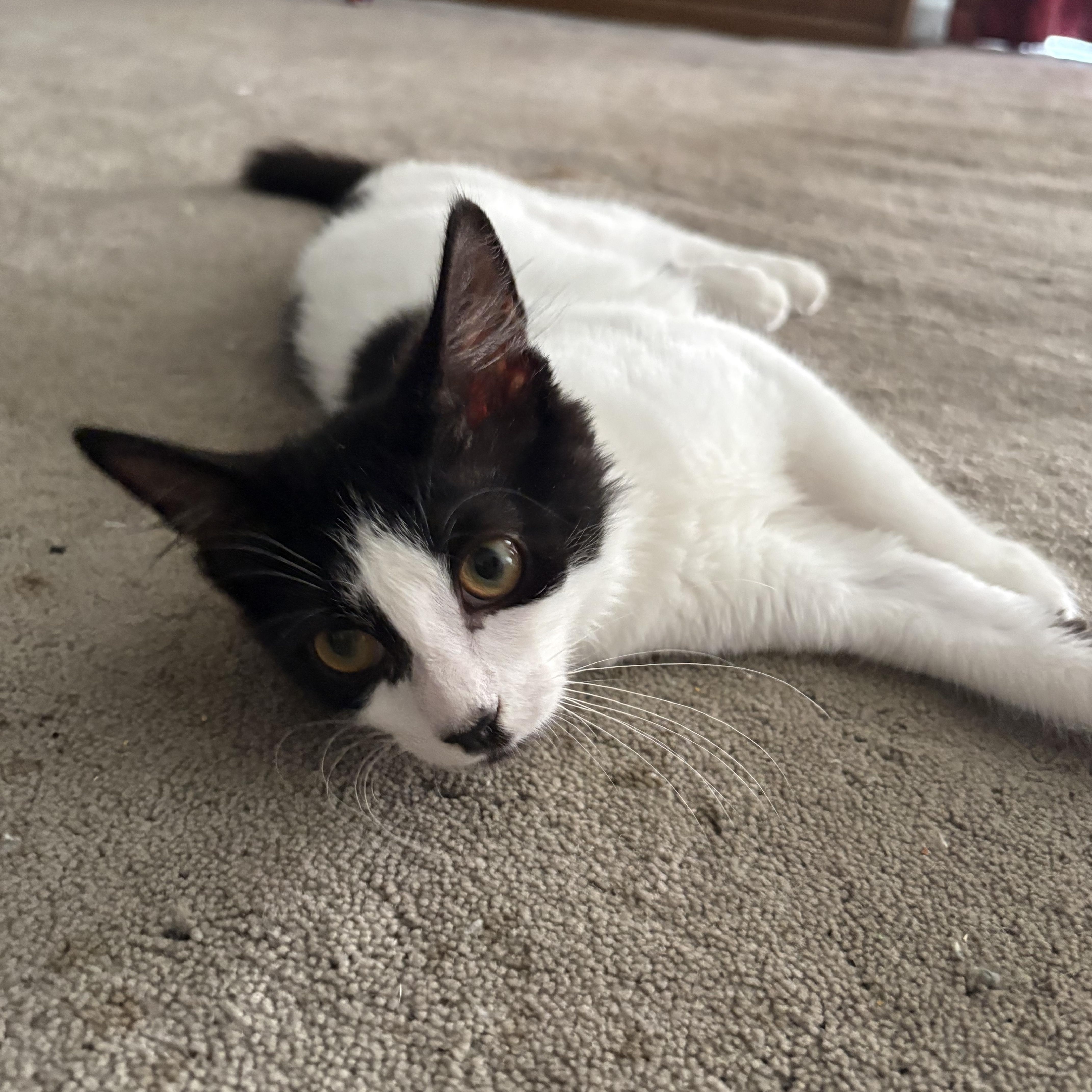 Enlarge Pichi, a ADOPTABLE Domestic Short Hair in Mauldin, SC image 5/6