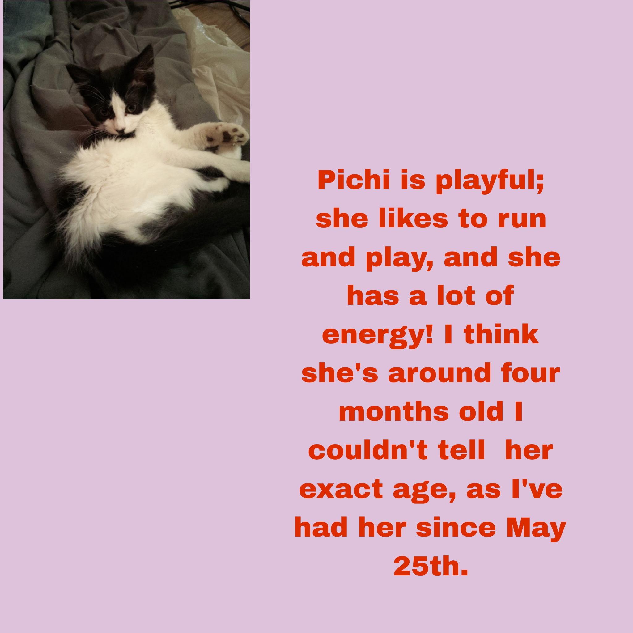 Enlarge Pichi, a ADOPTABLE Domestic Short Hair in Mauldin, SC image 6/6