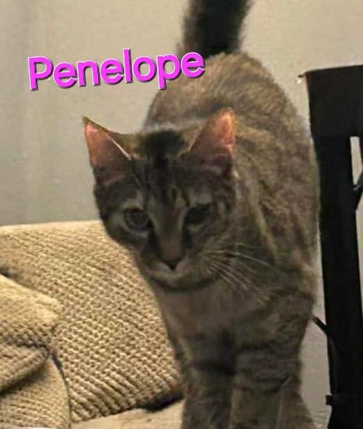 Enlarge Penelope, a Adoptable Domestic Medium Hair in Fairmont, WV image 1/1