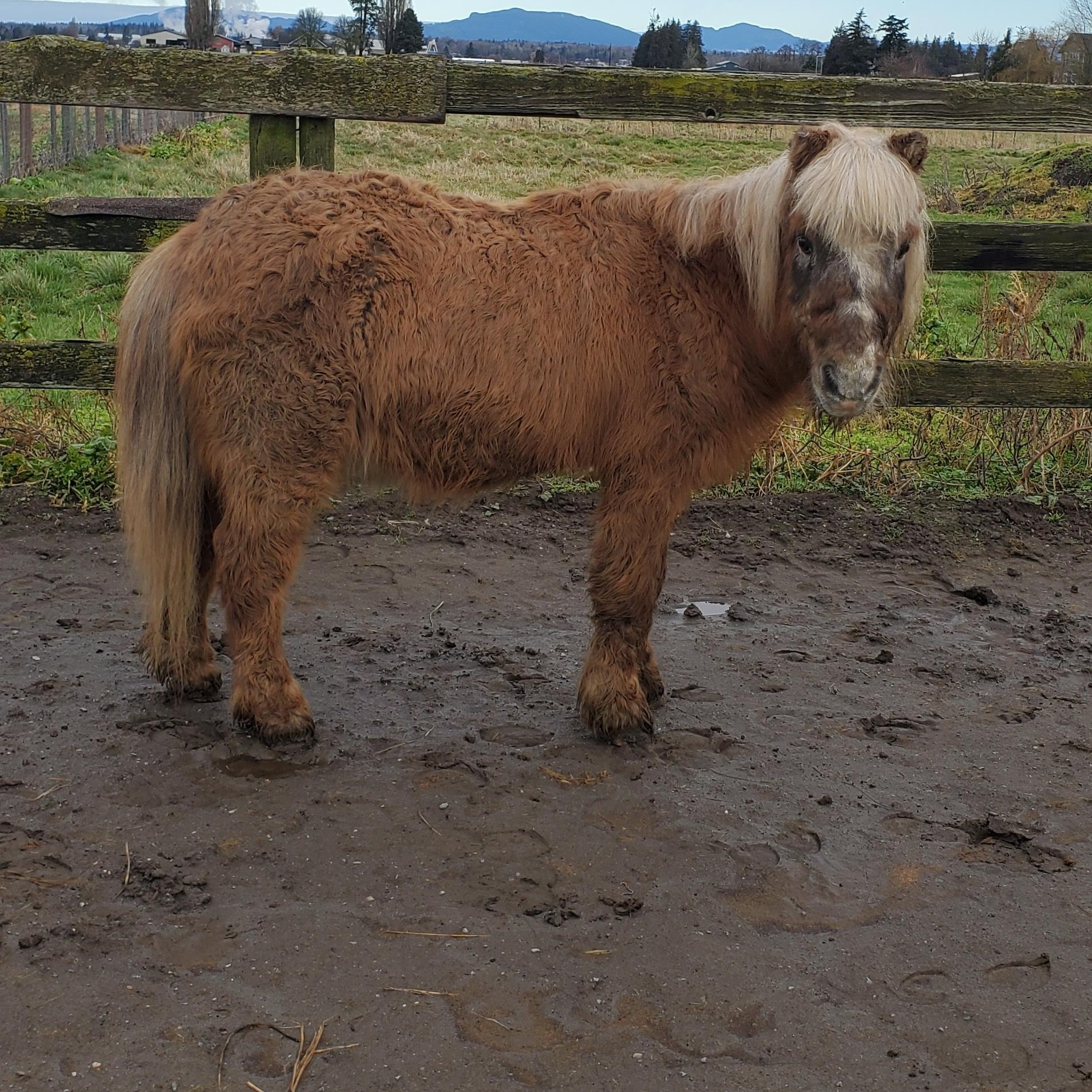 Rocky, Adopted, Senior Male Shetland Pony.