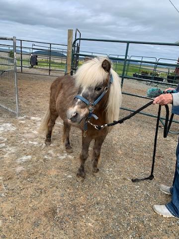 Rocky, a Adopted Shetland Pony in Mount Vernon, WA image 2/4