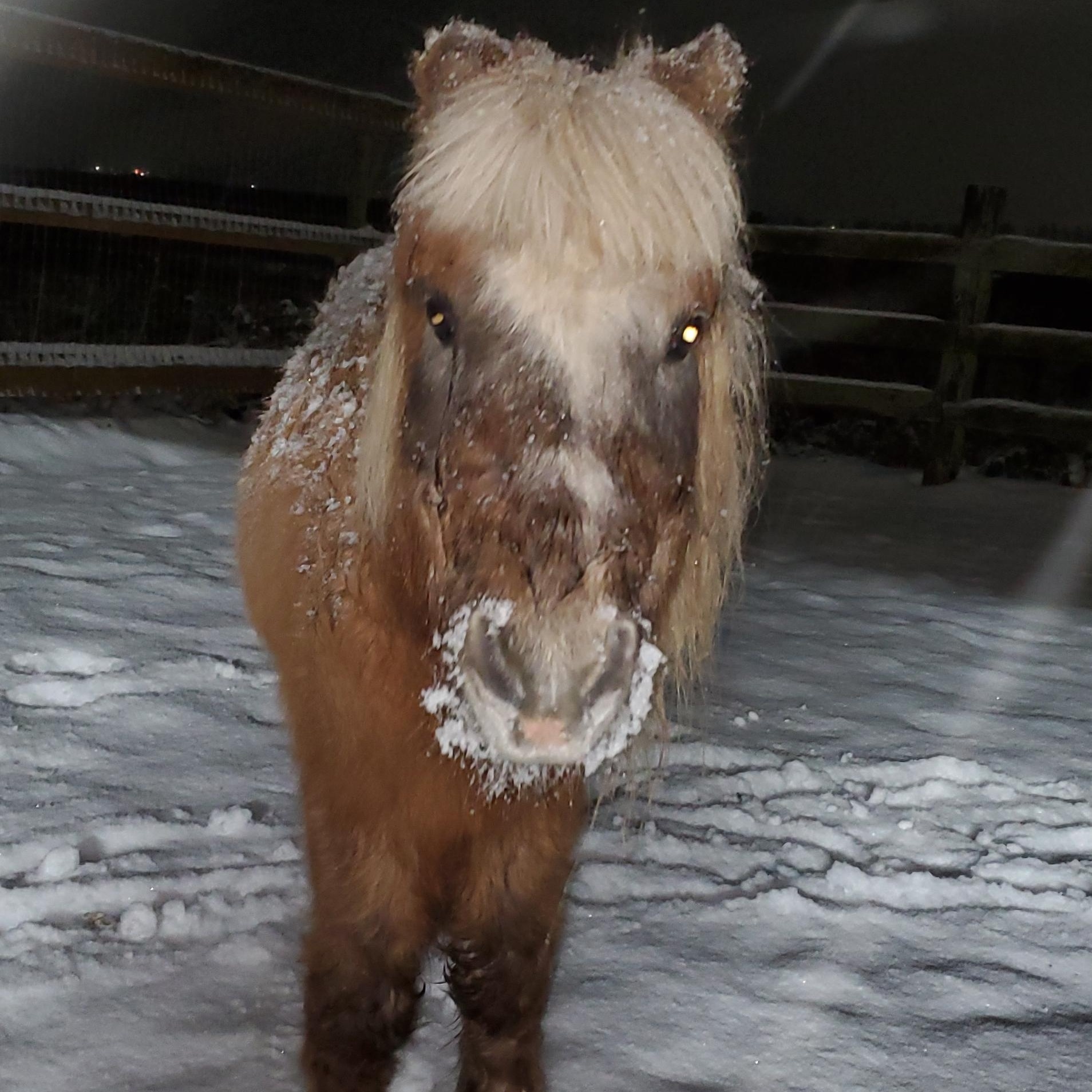 Rocky, a Adopted Shetland Pony in Mount Vernon, WA image 4/4
